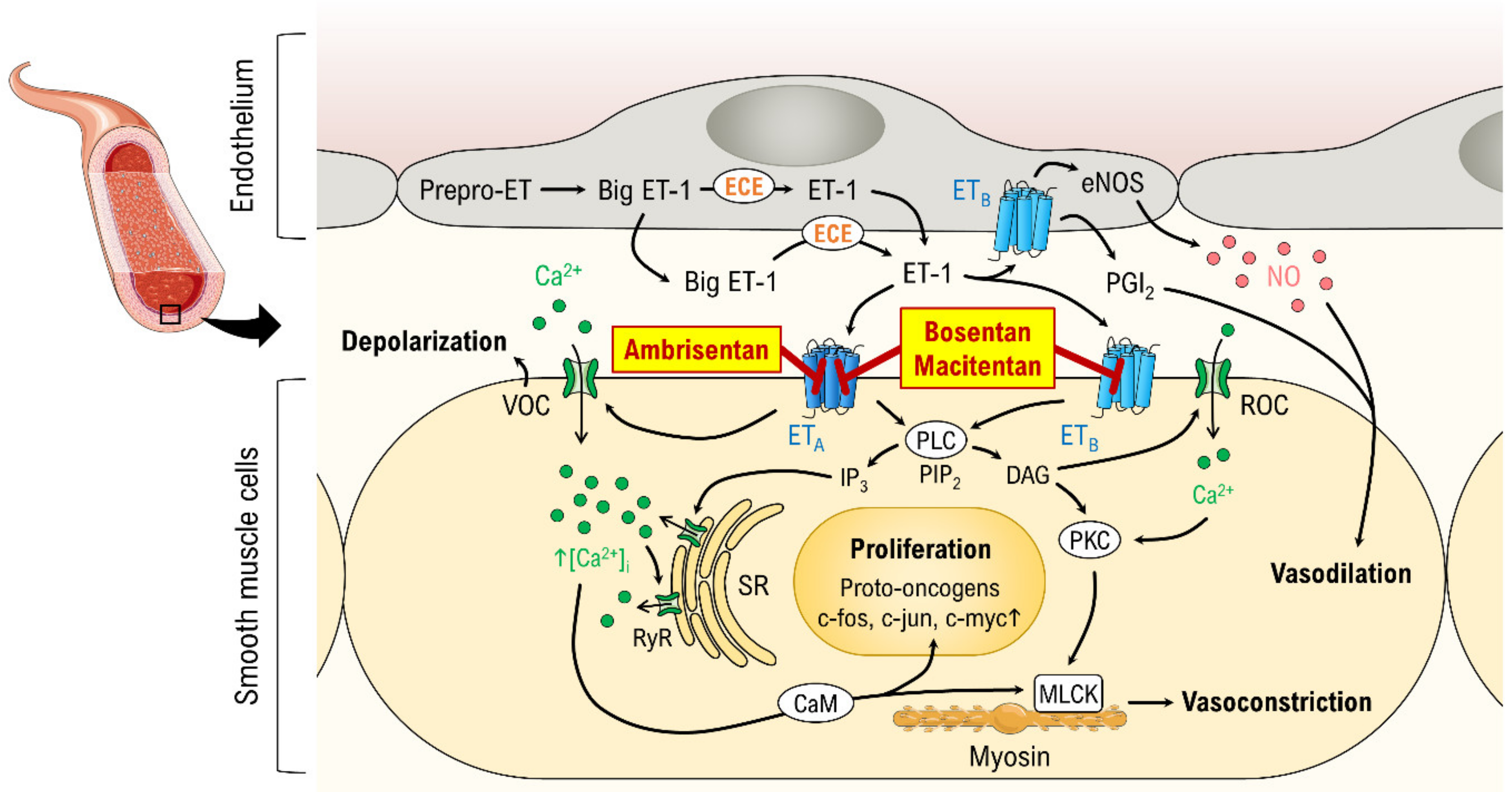 JCM | Free Full-Text | Endothelin Receptor Antagonists: Status Quo and  Future Perspectives for Targeted Therapy | HTML