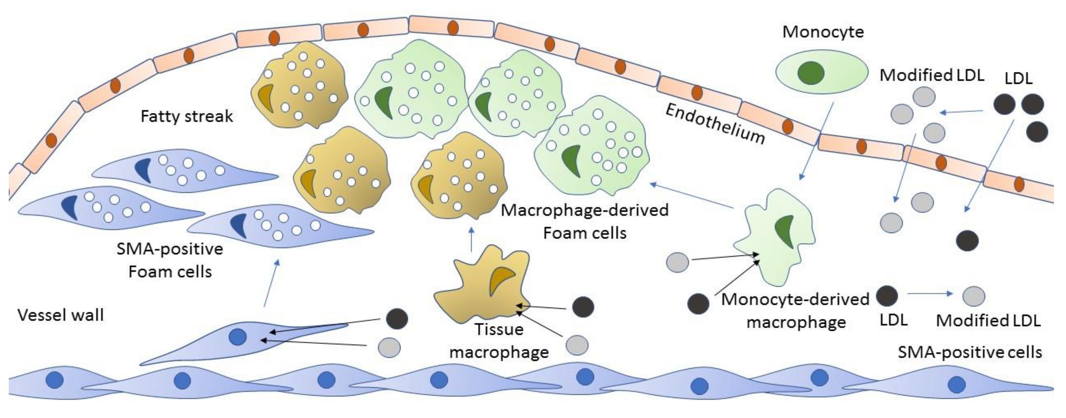 Jcm 09 00978 g004 Jcm 09 00978 g004
