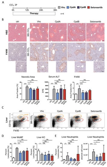 JCM | Free Full-Text | The Medium-Chain Fatty Acid Receptor GPR84 Mediates  Myeloid Cell Infiltration Promoting Steatohepatitis and Fibrosis