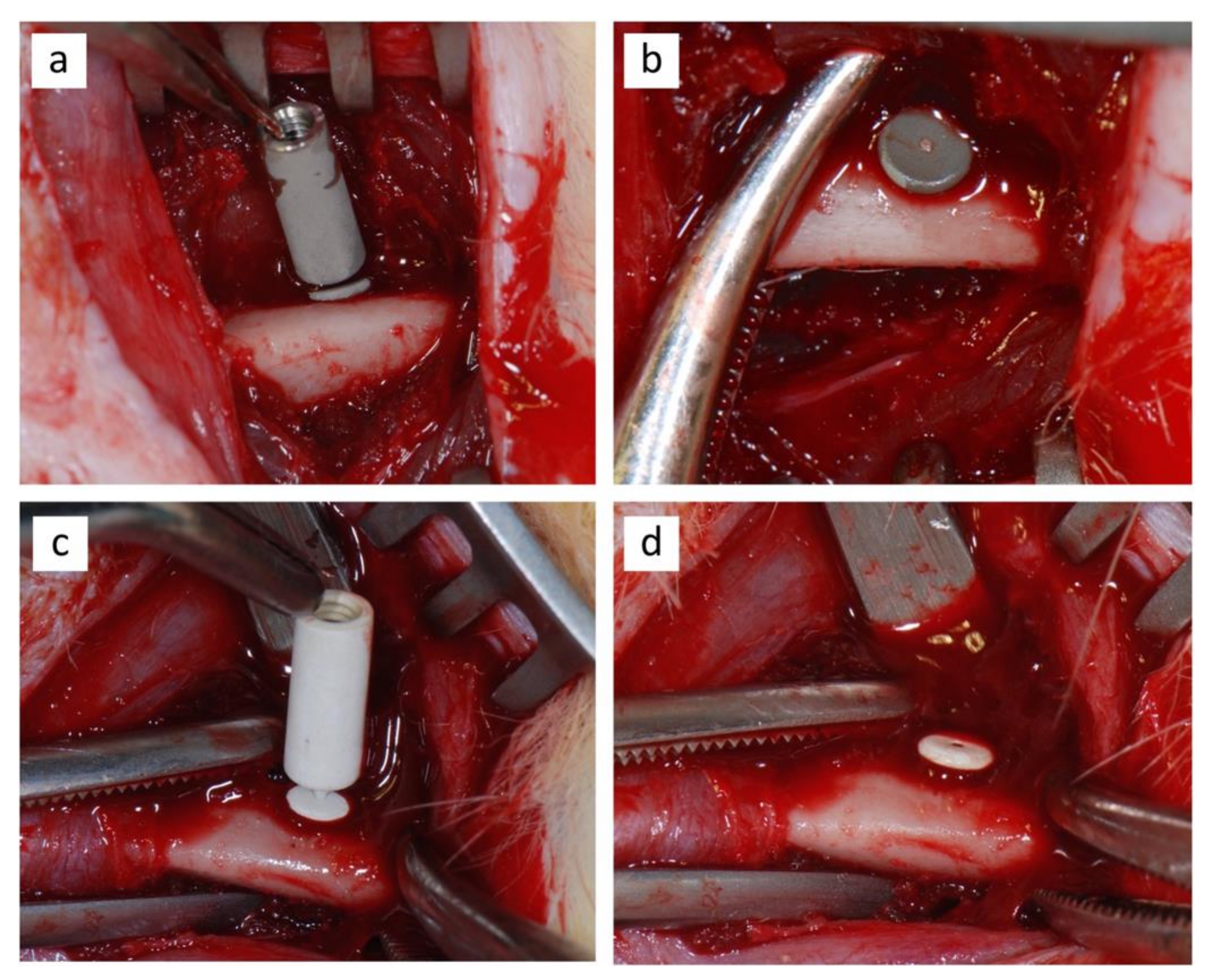 JCM | Free Full-Text | An In Vivo Study in Rat Femurs of Bioactive Silicate  Coatings on Titanium Dental Implants