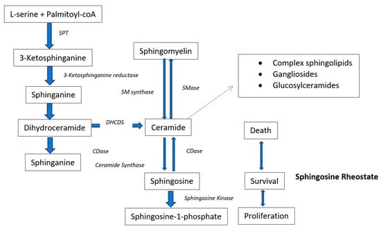 JCM Free Full Text Altered Metabolome of Lipids and Amino