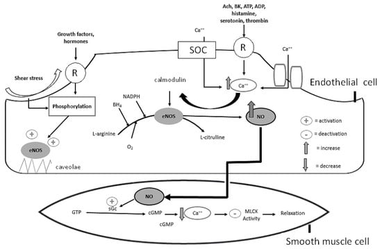 JCM | Free Full-Text | Endothelial Dysfunction in Chronic Kidney Disease,  from Biology to Clinical Outcomes: A 2020 Update
