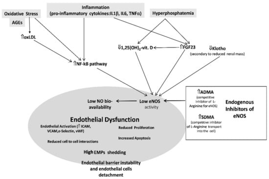 Jcm Free Full Text Endothelial Dysfunction In Chronic Kidney Disease From Biology To Clinical Outcomes A Update Html