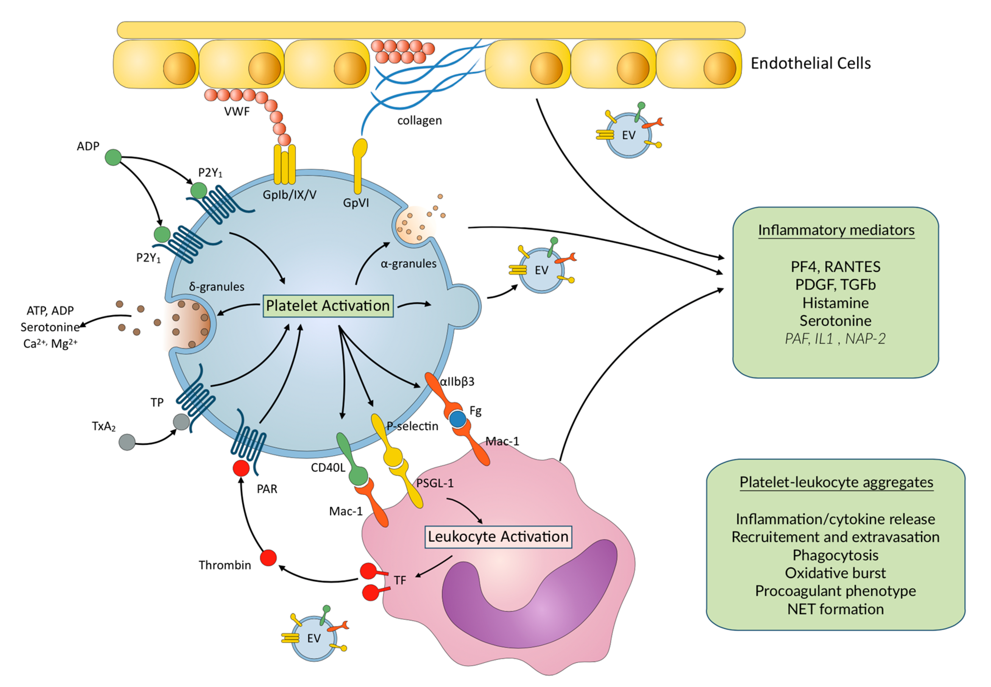 Jcm 09 02361 g001 Jcm 09 02361 g001
