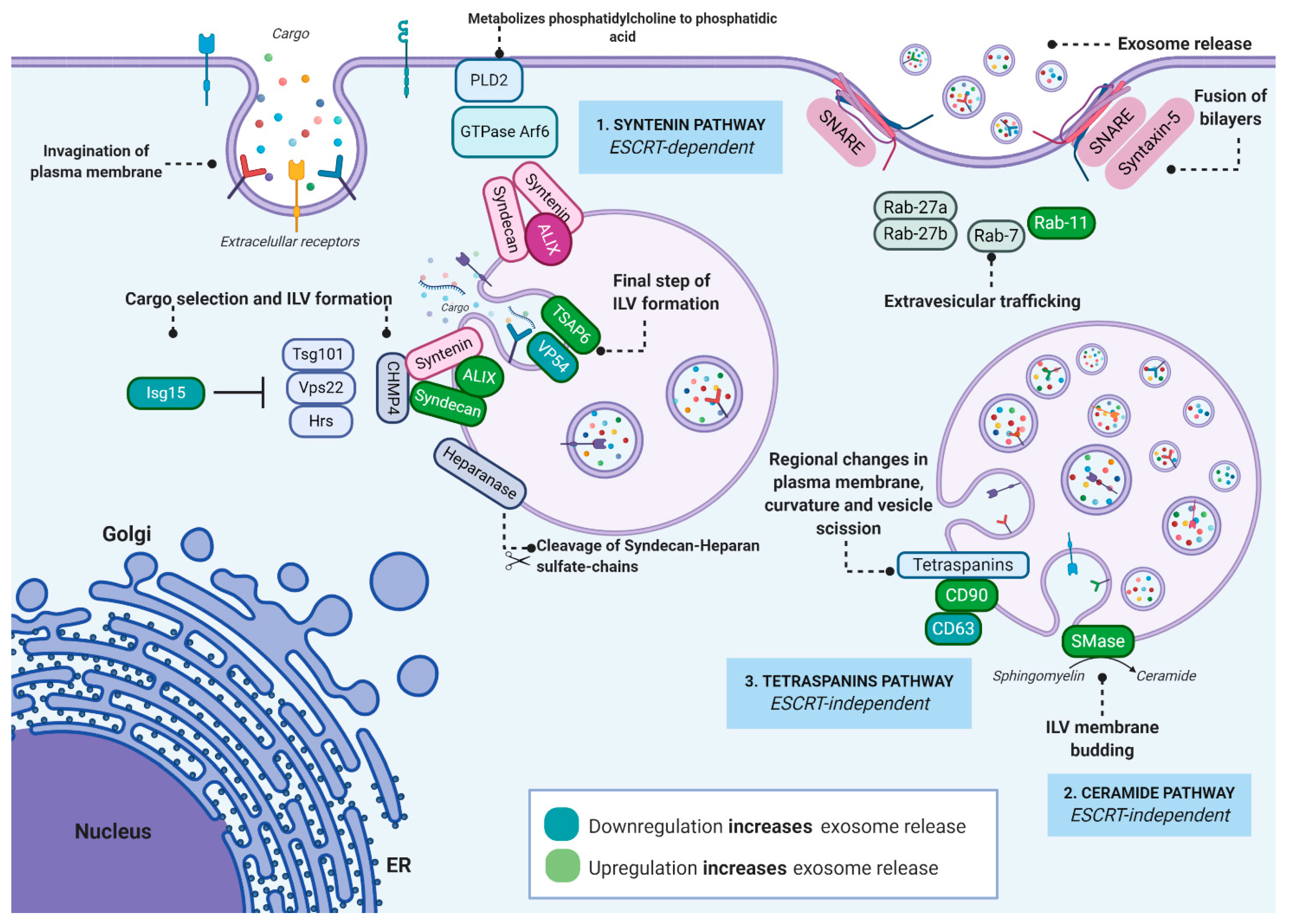 JCM | Free Full-Text | Exosome: A New Player in Translational Nanomedicine