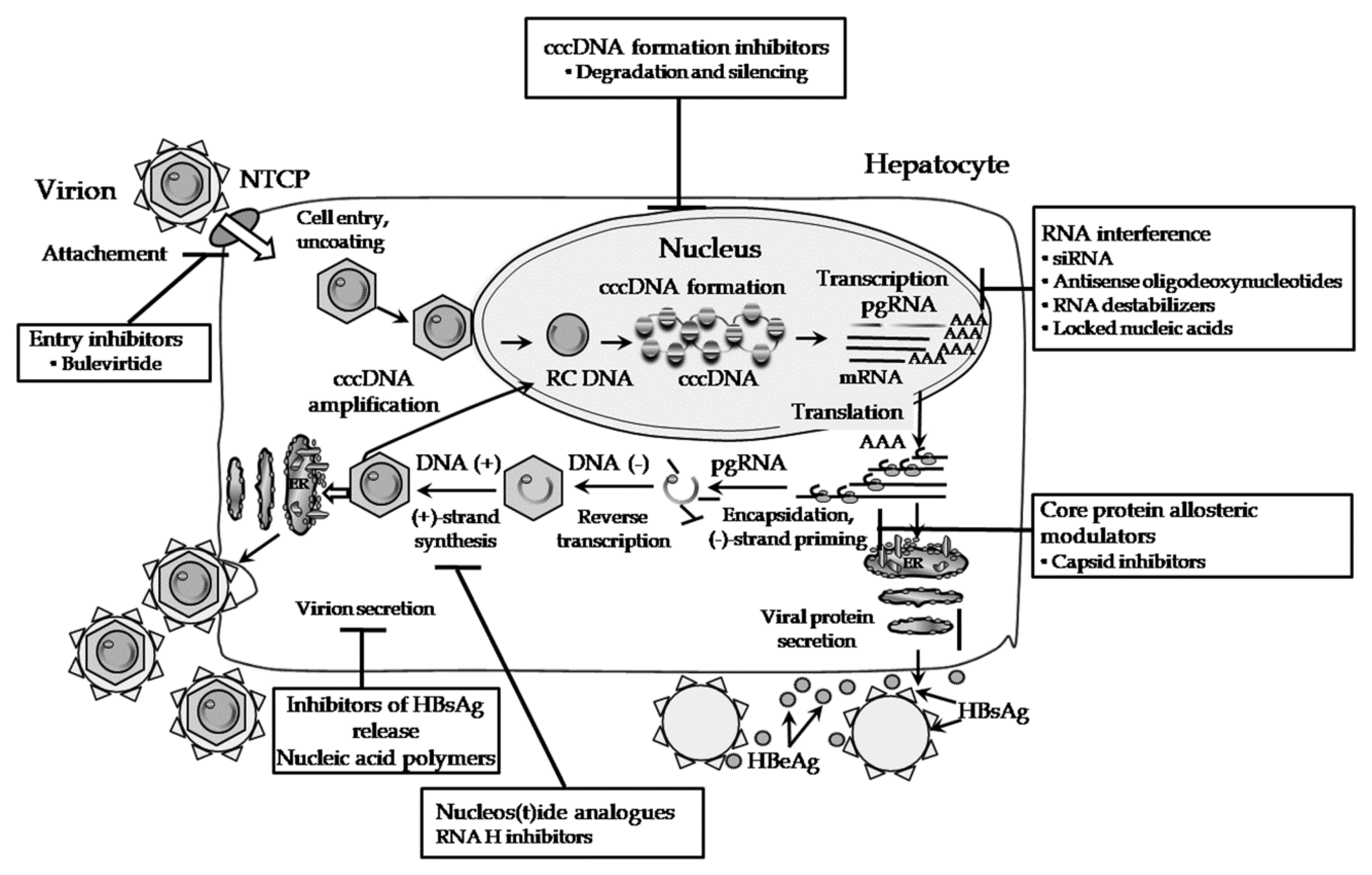 JCM | Free Full-Text | New Approaches to the Treatment of Chronic Hepatitis  B