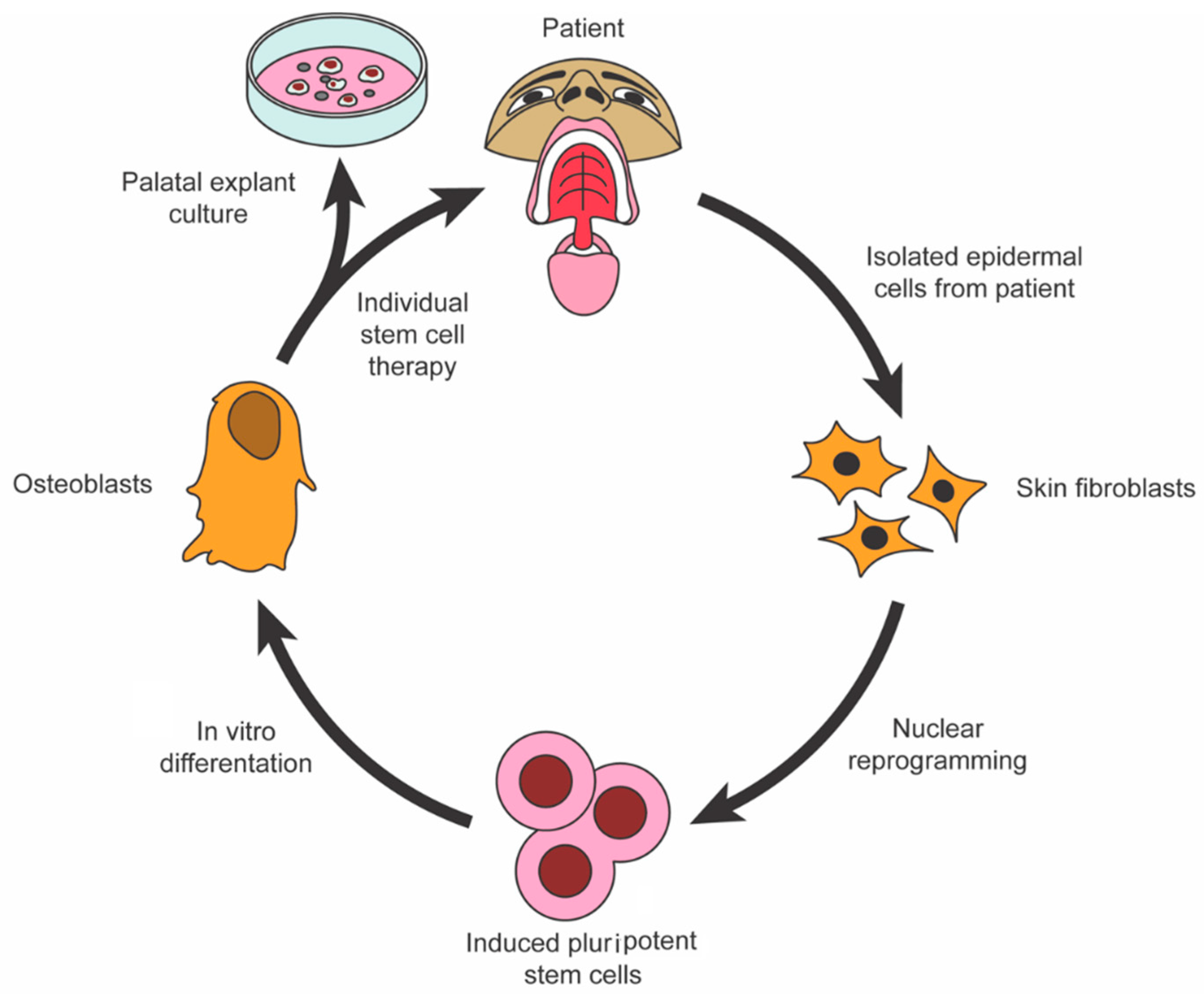 Stem Cells and Differentiation: the Core of your Body's 24/7/365  Regeneration Process, by Sam Kneller, The Explanation