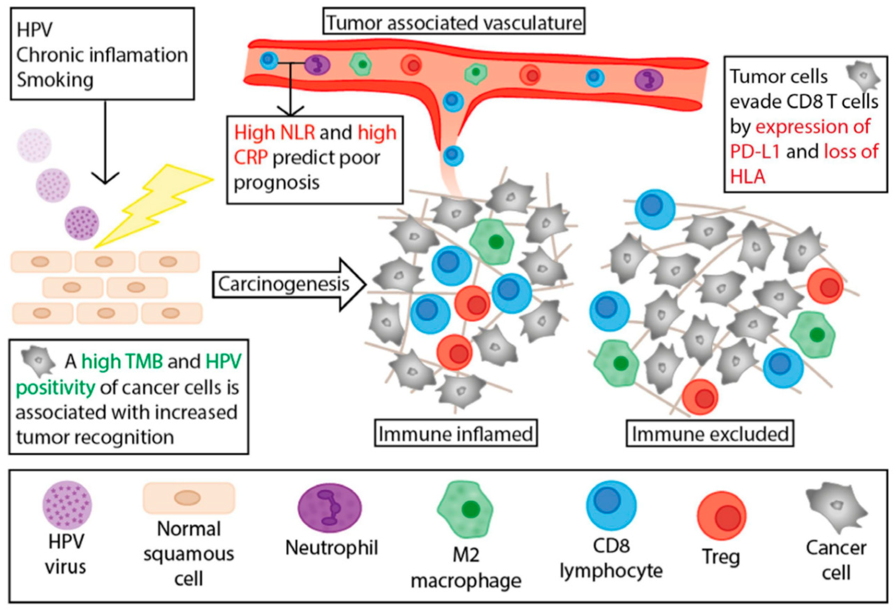 Phimosis: A rare complication of immunotherapy with durvalumab