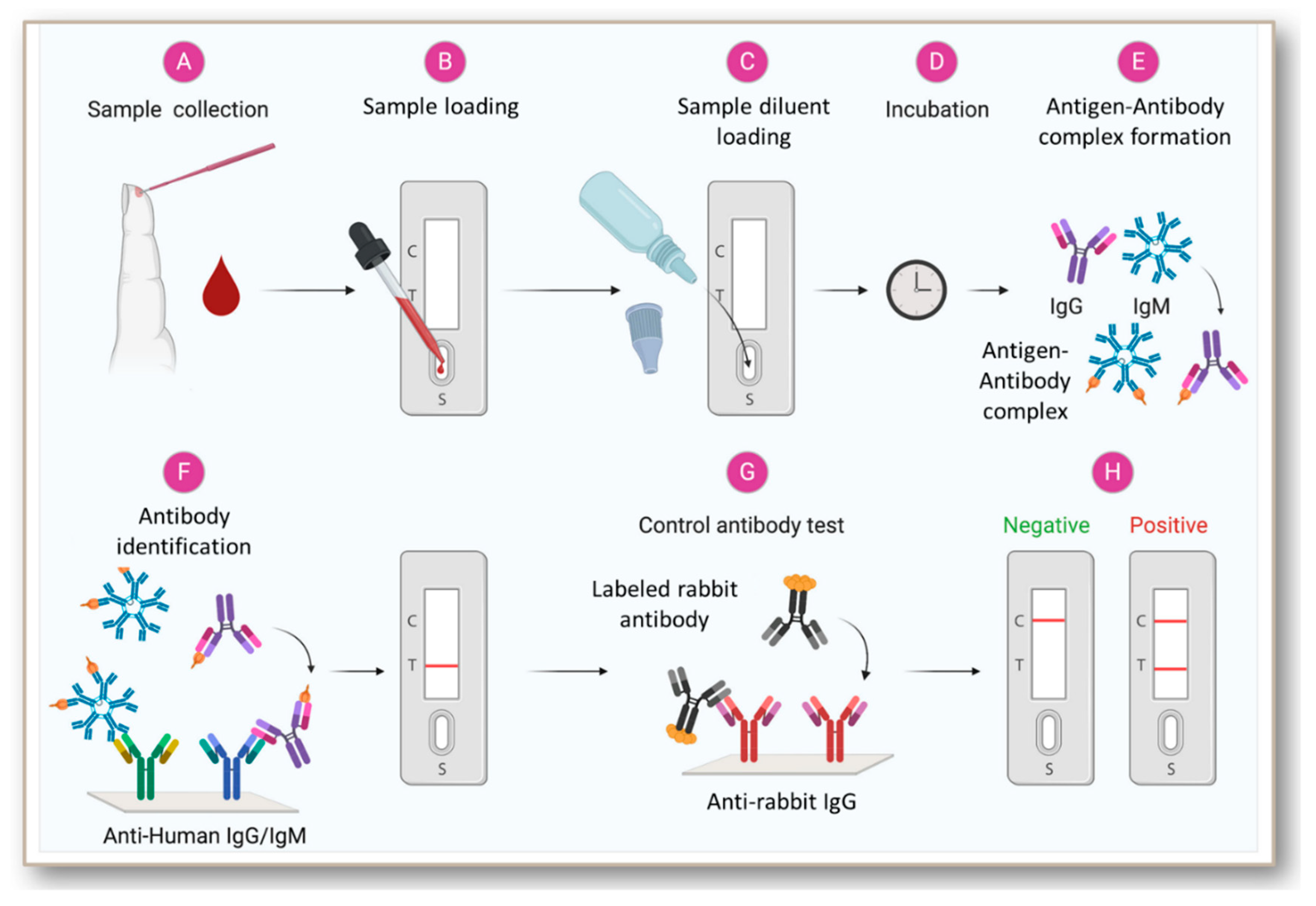 Steps In Lateral Flow Immunoassay Lfia Based Covid 19 Vrogue Co