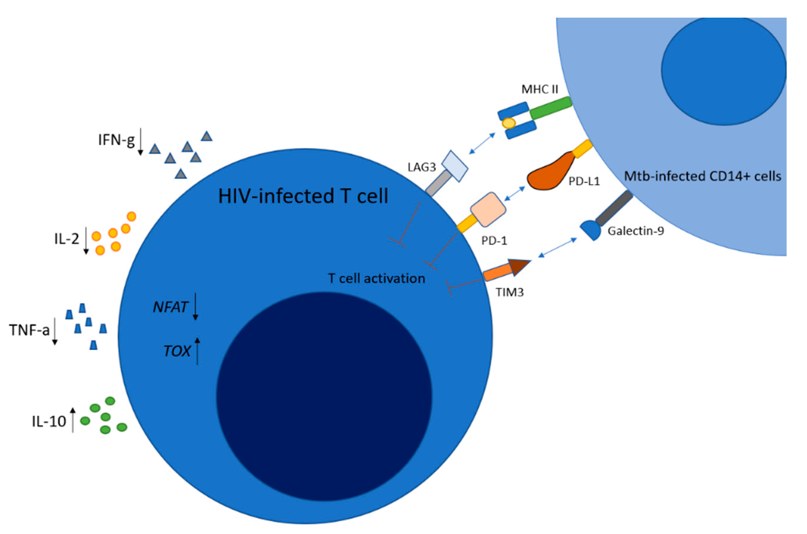 JCM  Free Full-Text  Pathogenesis of Human Immunodeficiency 