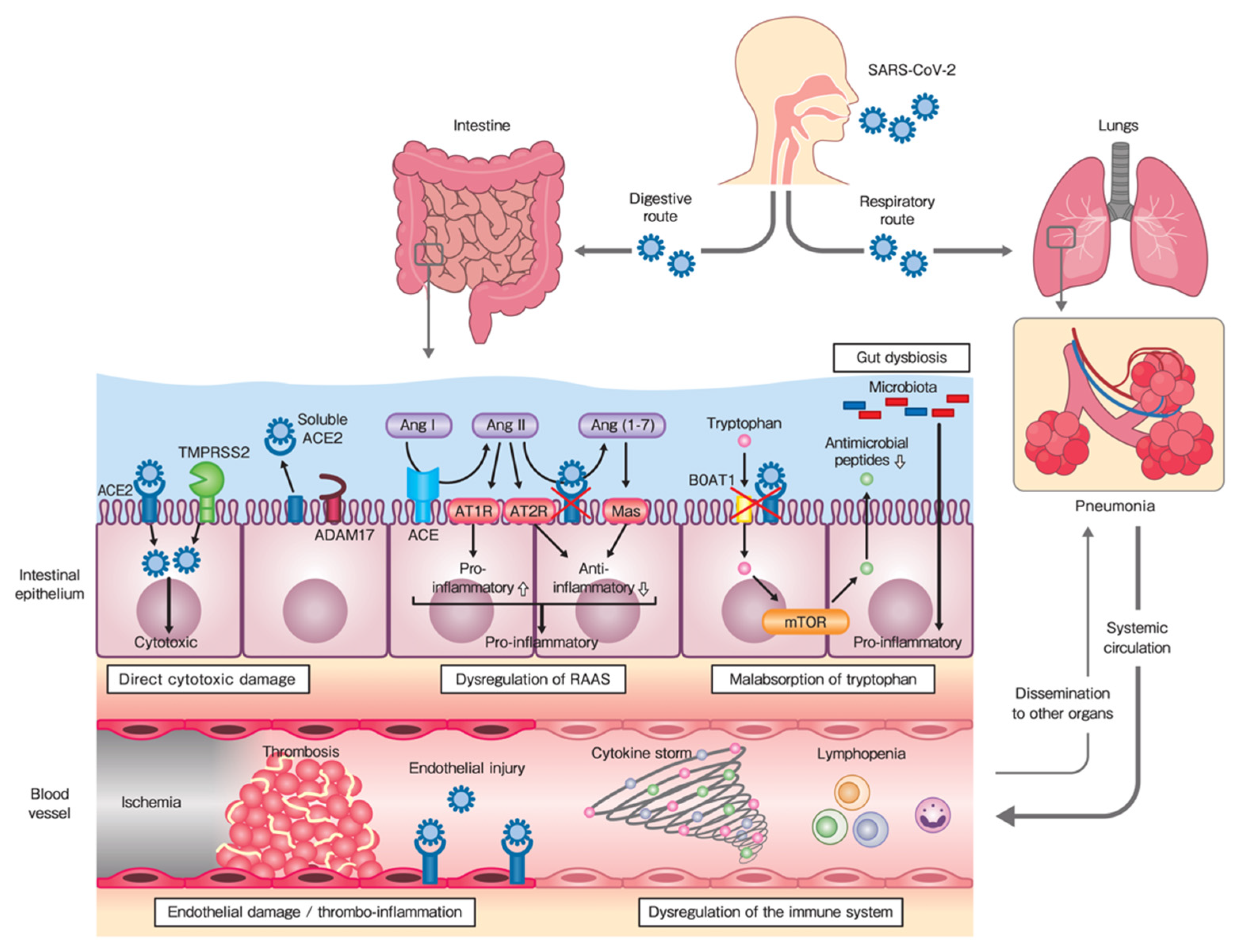 JCM | Free Full-Text | Clinical Features and Pathogenic Mechanisms of  Gastrointestinal Injury in COVID-19 | HTML