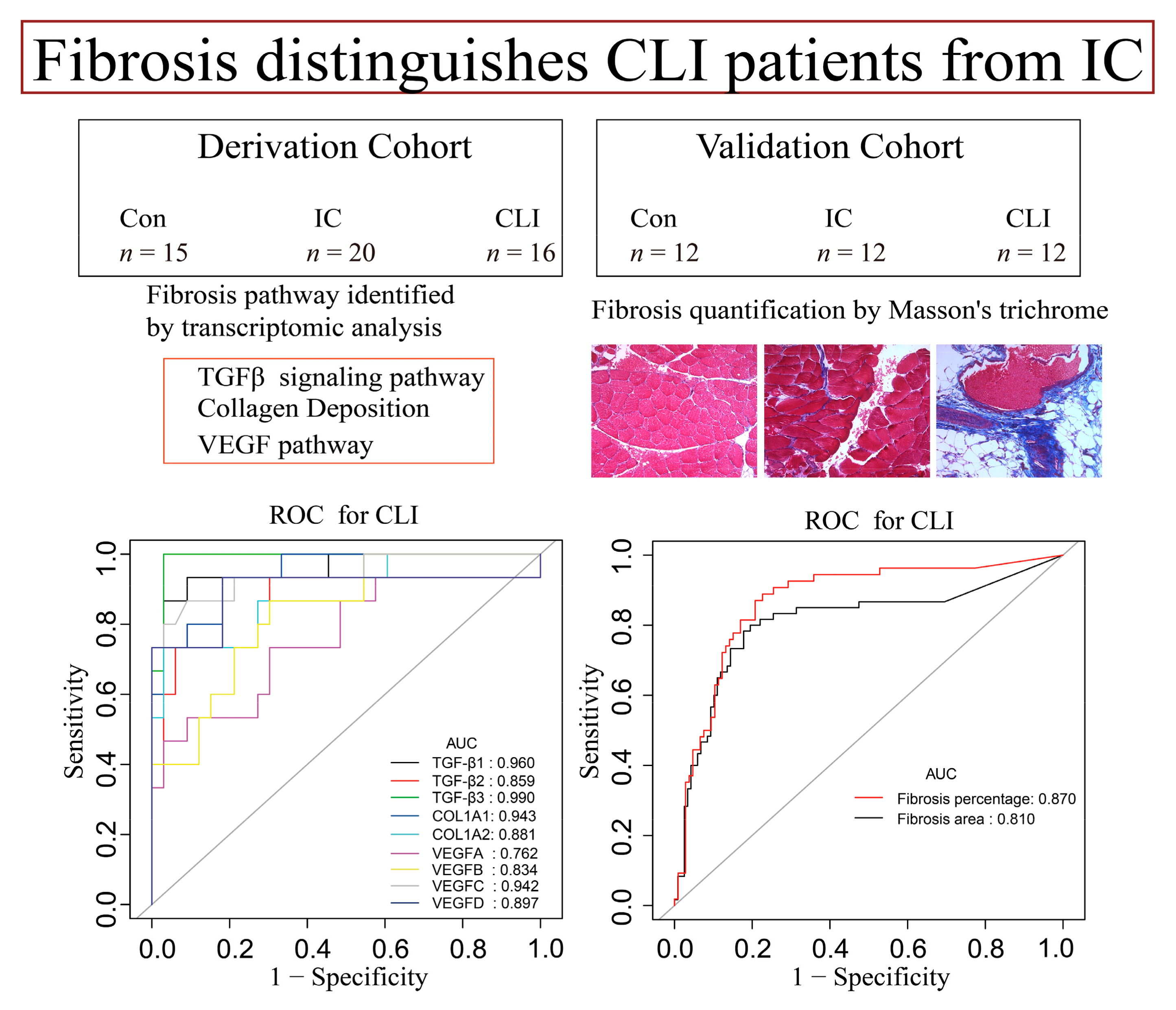 Jcm Free Full Text Fibrosis Distinguishes Critical Limb Ischemia Patients From Claudicants In A Transcriptomic And Histologic Analysis Html