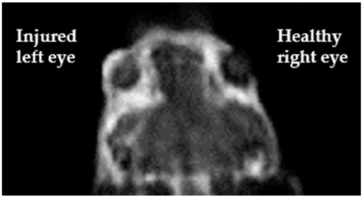 Jcm 10 00317 g006 Jcm 10 00317 g006