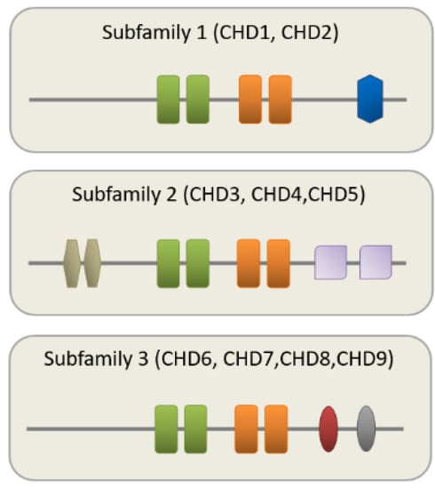 JCM | Free Full-Text | Chromatin Remodeler CHD8 in Autism and Brain  Development | HTML