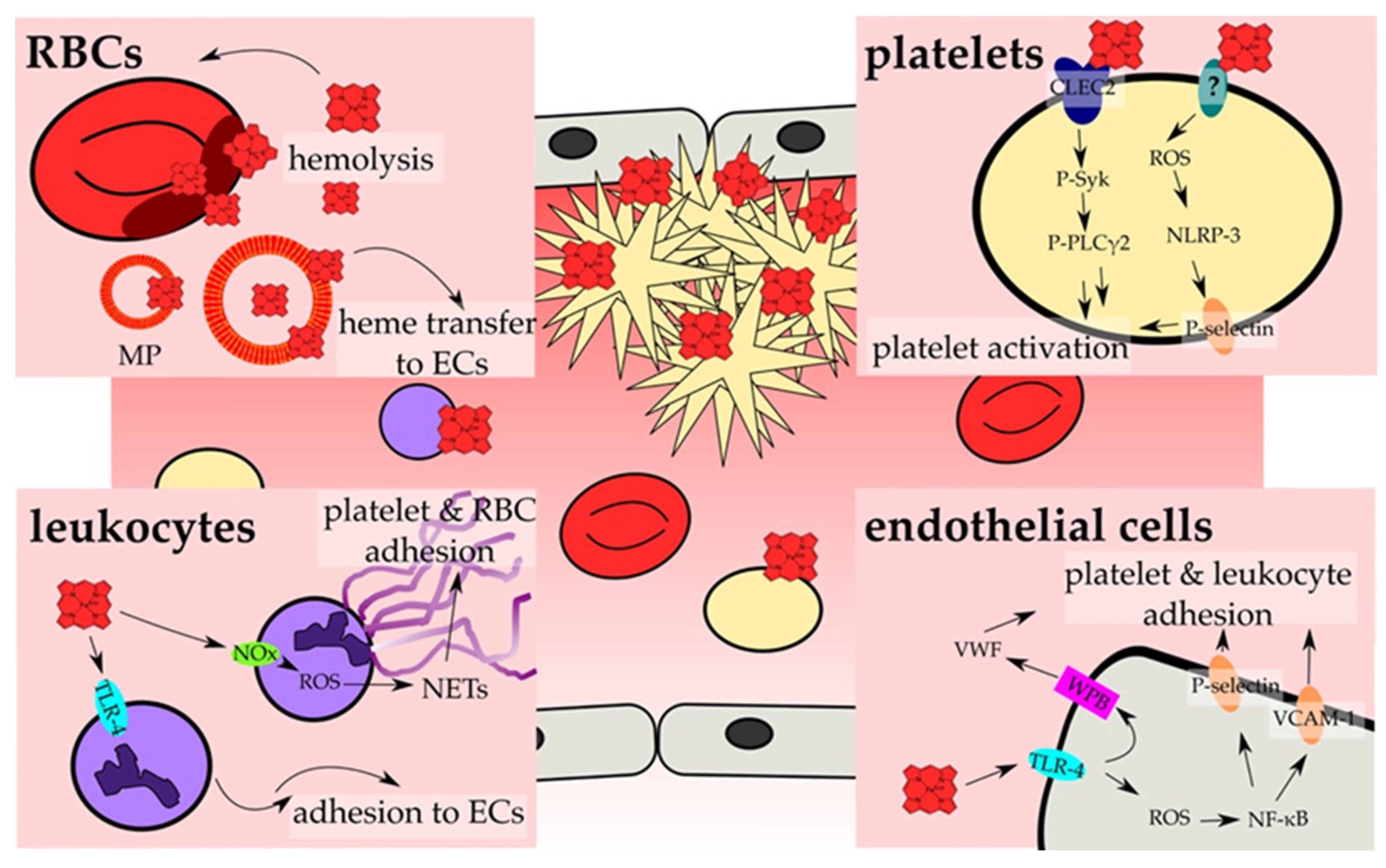 Jcm 10 00427 g003 Jcm 10 00427 g003