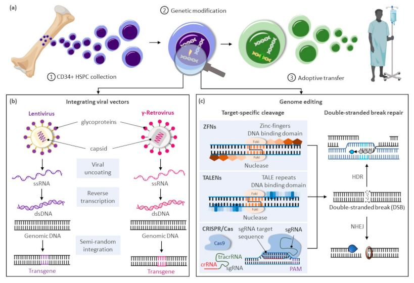 Genome-wide Mapping of Off-Target Events in Single-Stranded  Oligodeoxynucleotide-Mediated Gene Repair Experiments: Molecular Therapy