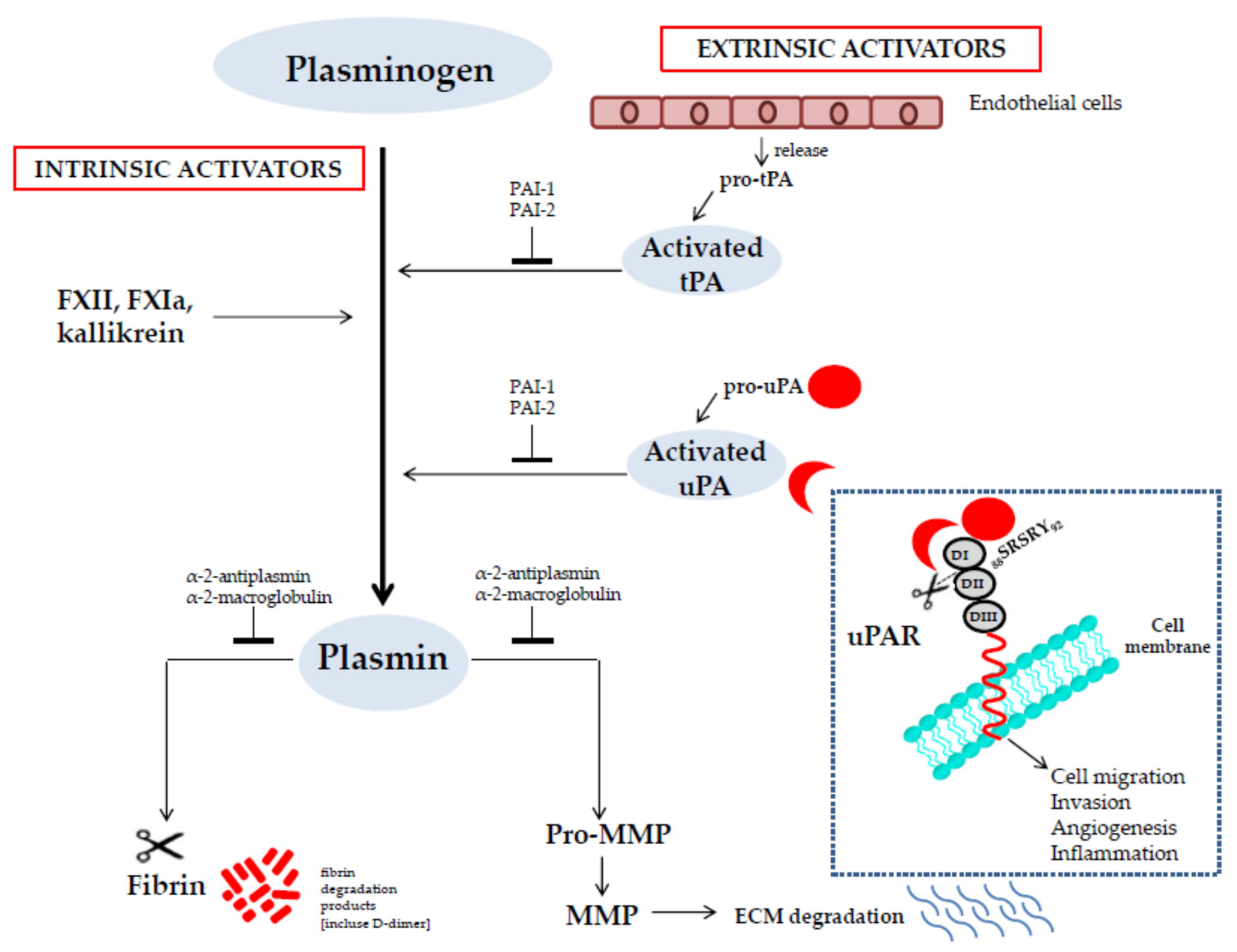 JCM | Free Full-Text | The Role of the Plasminogen Activation System in  Angioedema: Novel Insights on the Pathogenesis