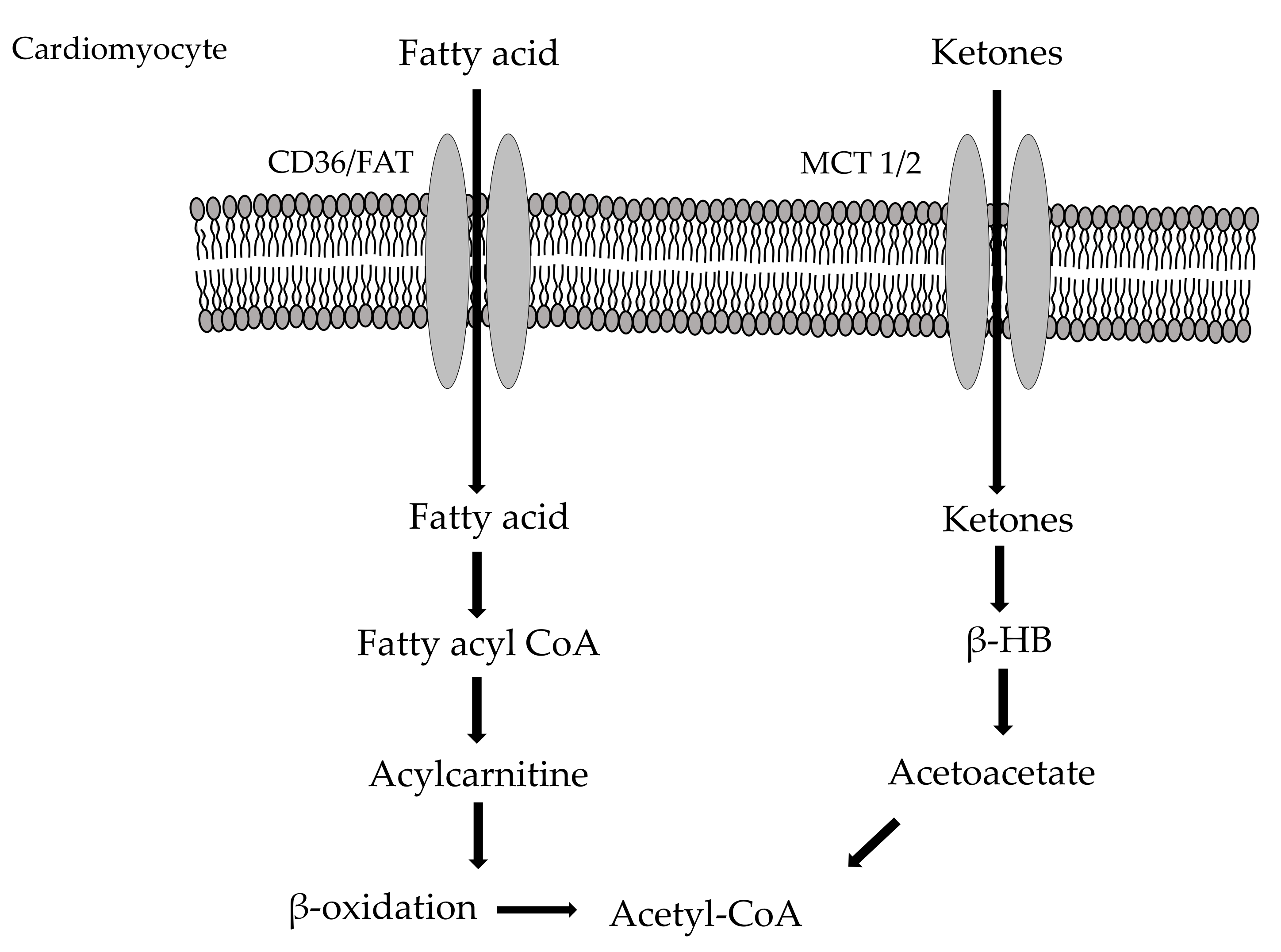 Jcm Free Full Text Cardiometabolism As An Interlocking Puzzle Between The Healthy And Diseased Heart New Frontiers In Therapeutic Applications Html