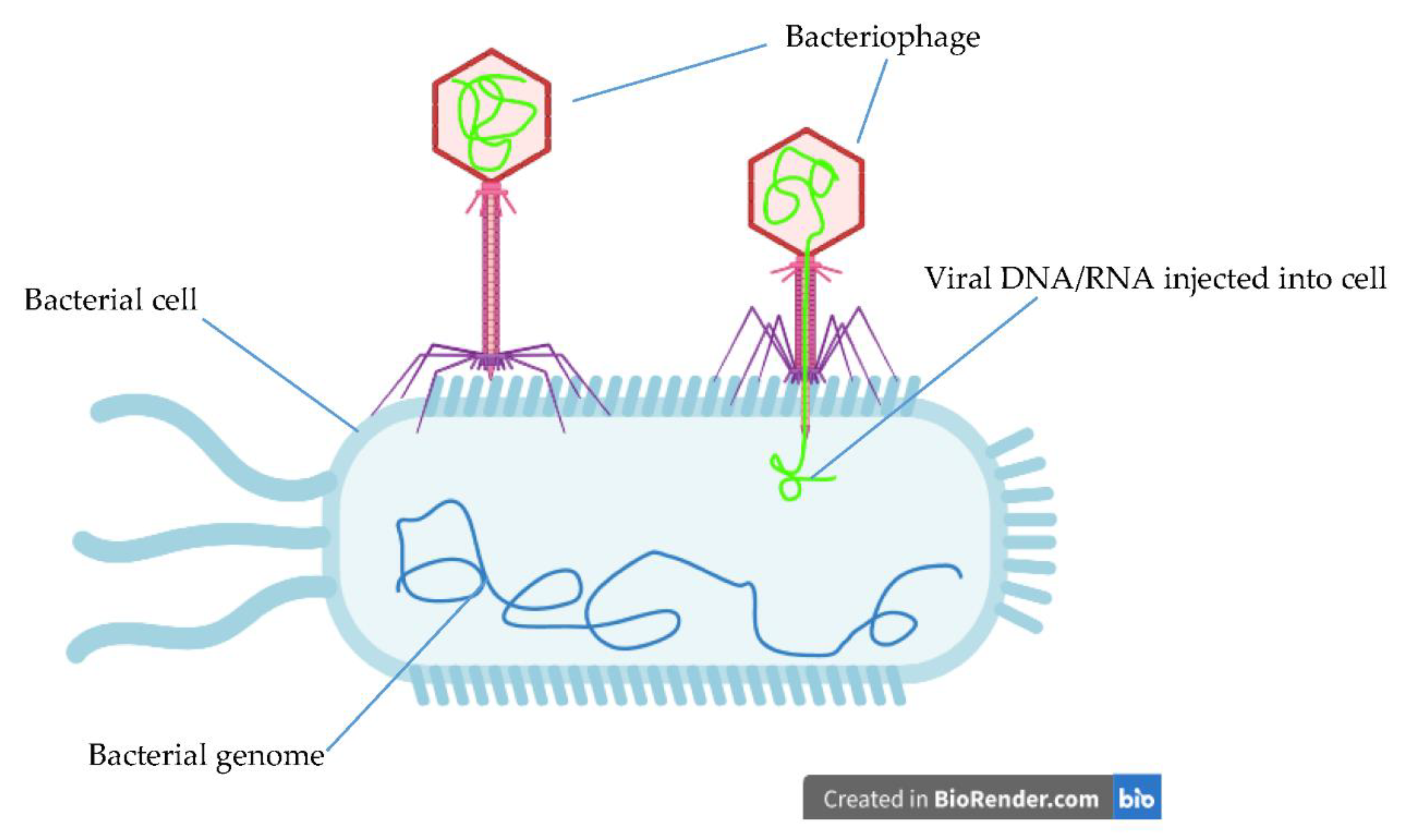 Biorender. Bacteriophage DNA. Bacteria biofilm.