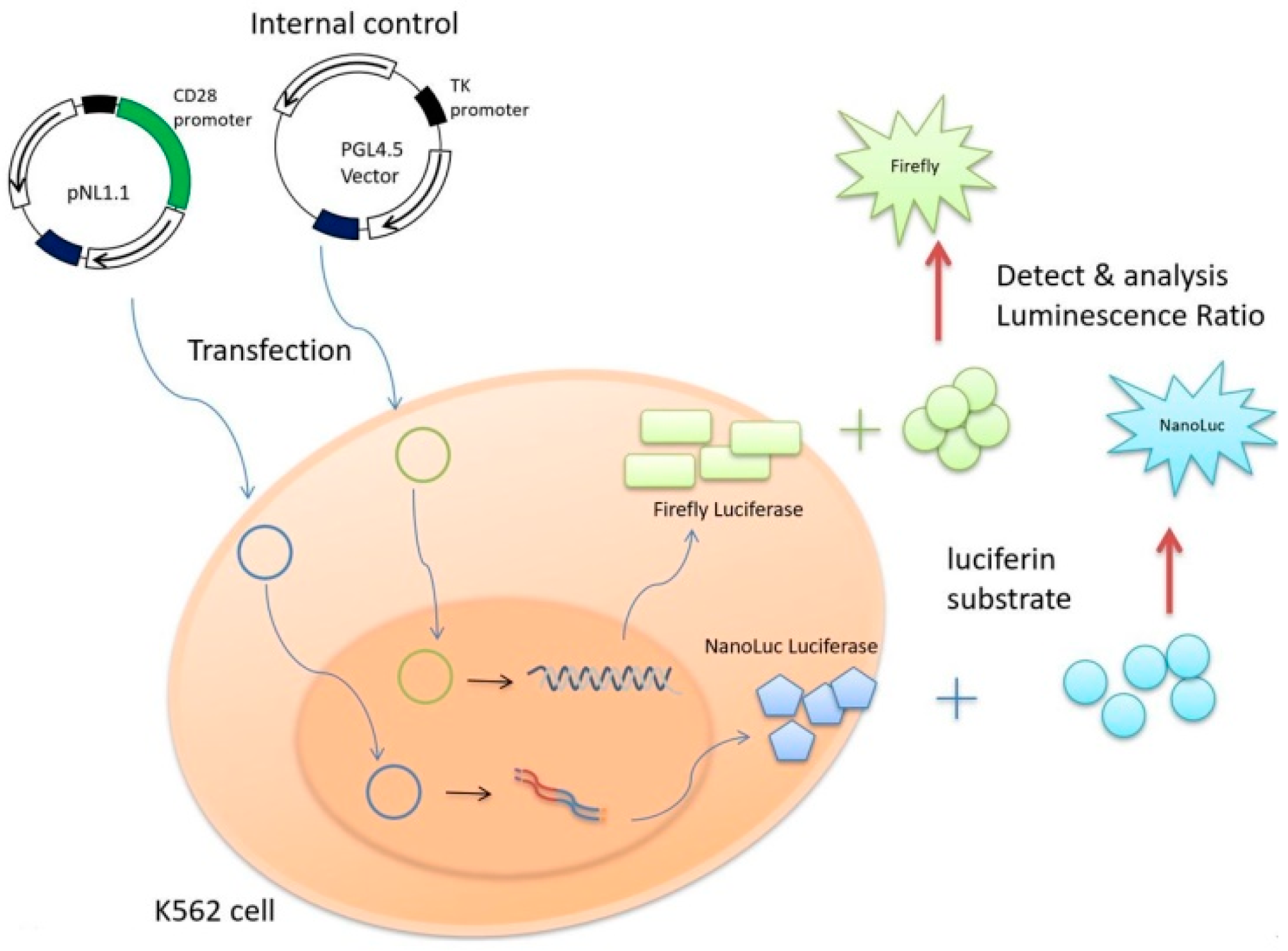 JCM Free FullText CD28 Gene Polymorphisms in the Promoter Region