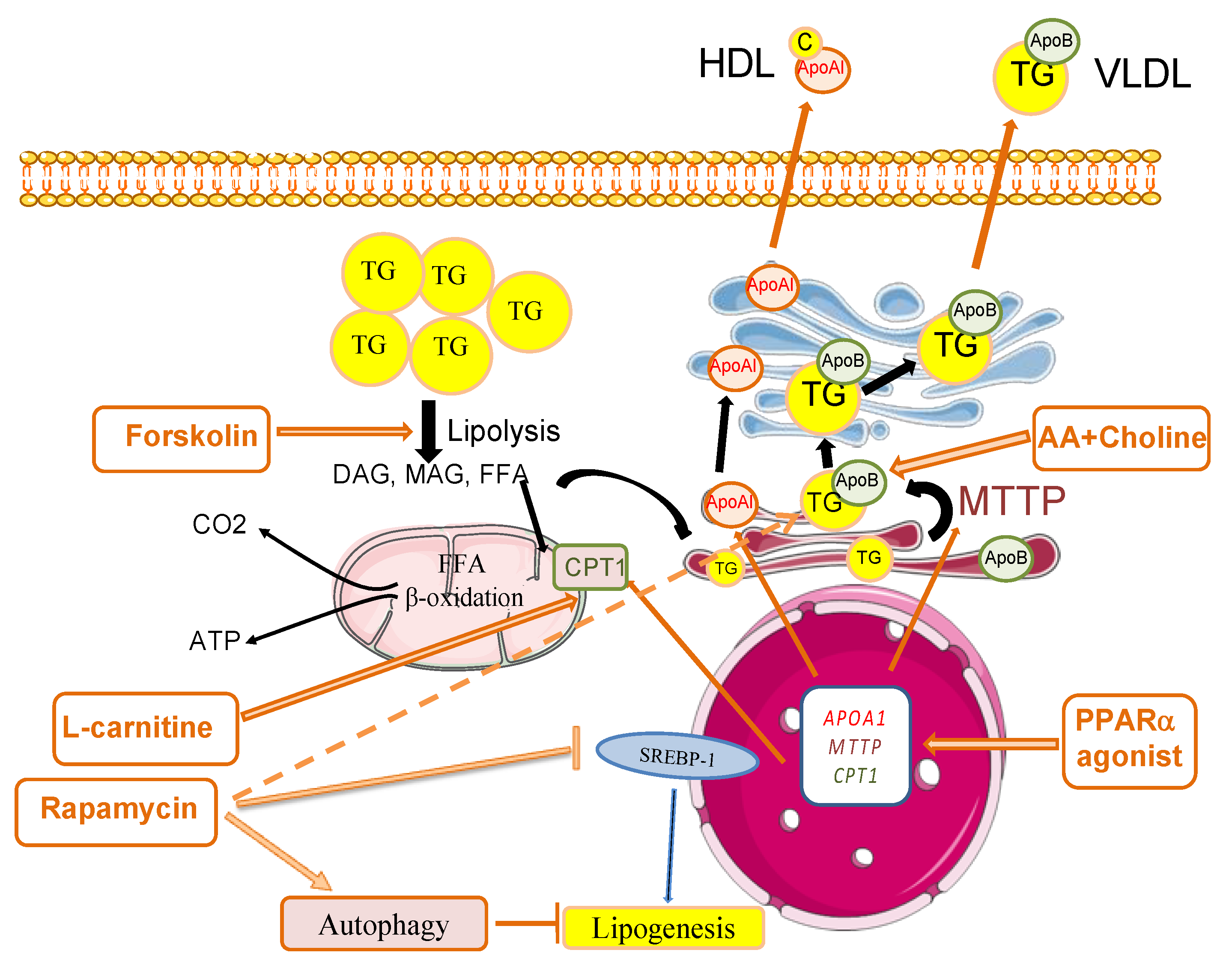 Jcm 10 01253 g002 Jcm 10 01253 g002