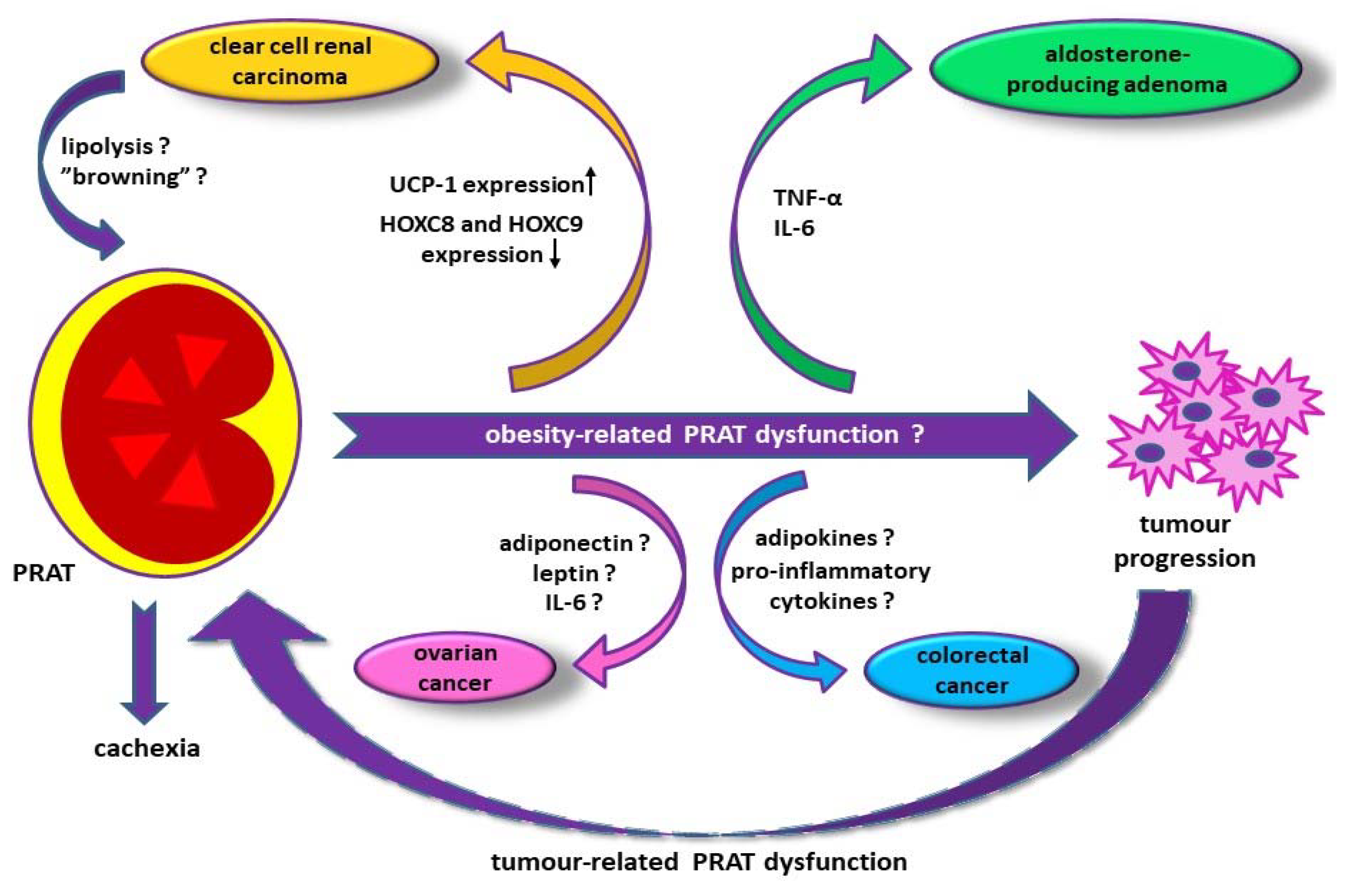 Jcm Free Full Text Perirenal Adipose Tissue Current Knowledge And Future Opportunities Html