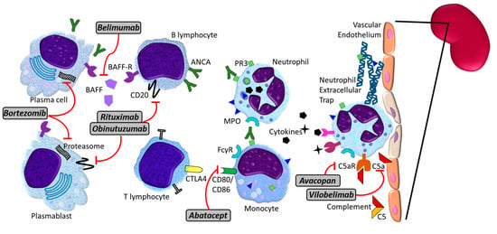 Jcm Free Full Text Anca Associated Vasculitis An Update Html