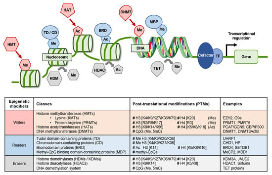 mediator 9 epigenetics