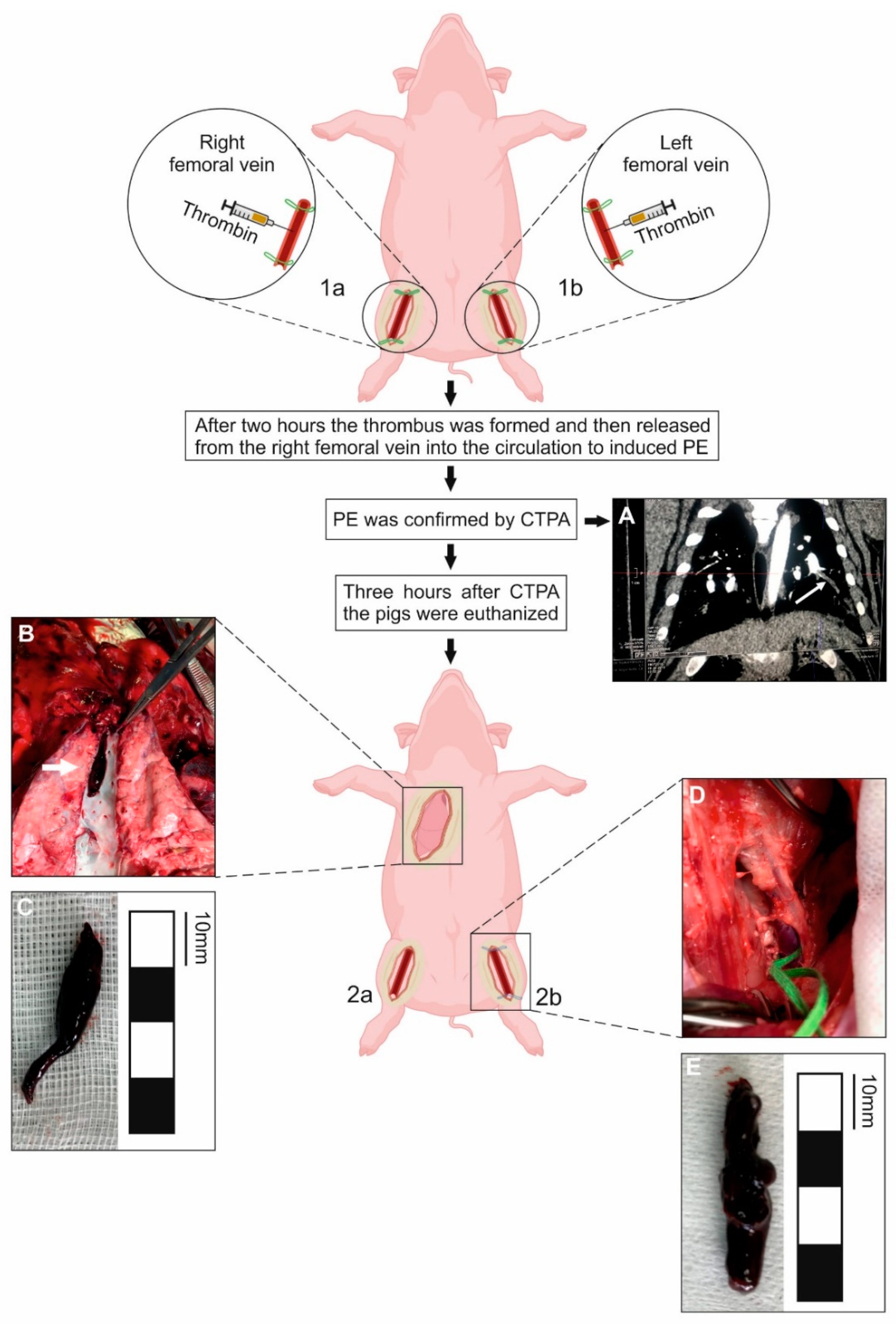 JCM Free Full Text A New Experimental Porcine Model of Venous