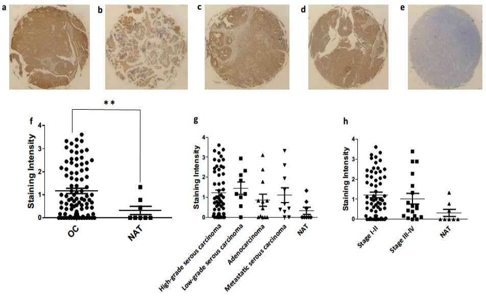 Jcm 10 01979 g010 Jcm 10 01979 g010