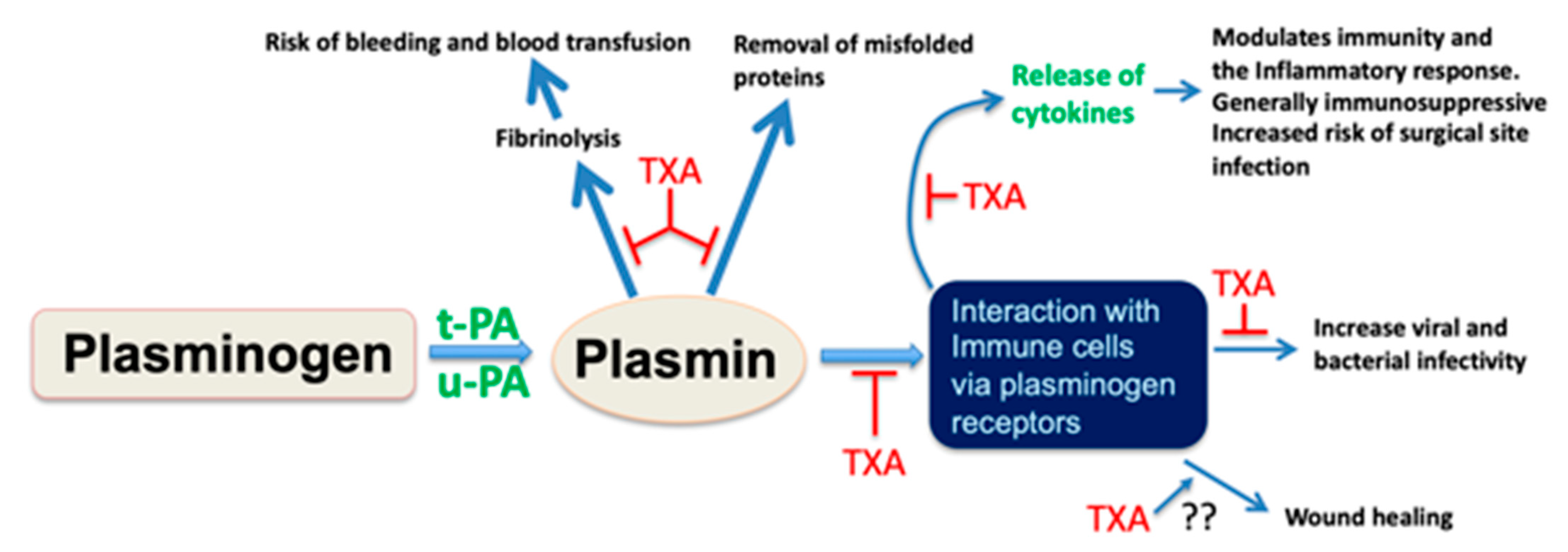 Plasmin Triggers Chemotaxis of Monocyte-Derived Dendritic Cells Through an  Akt2-Dependent Pathway and Promotes a T-Helper Type-1 Response