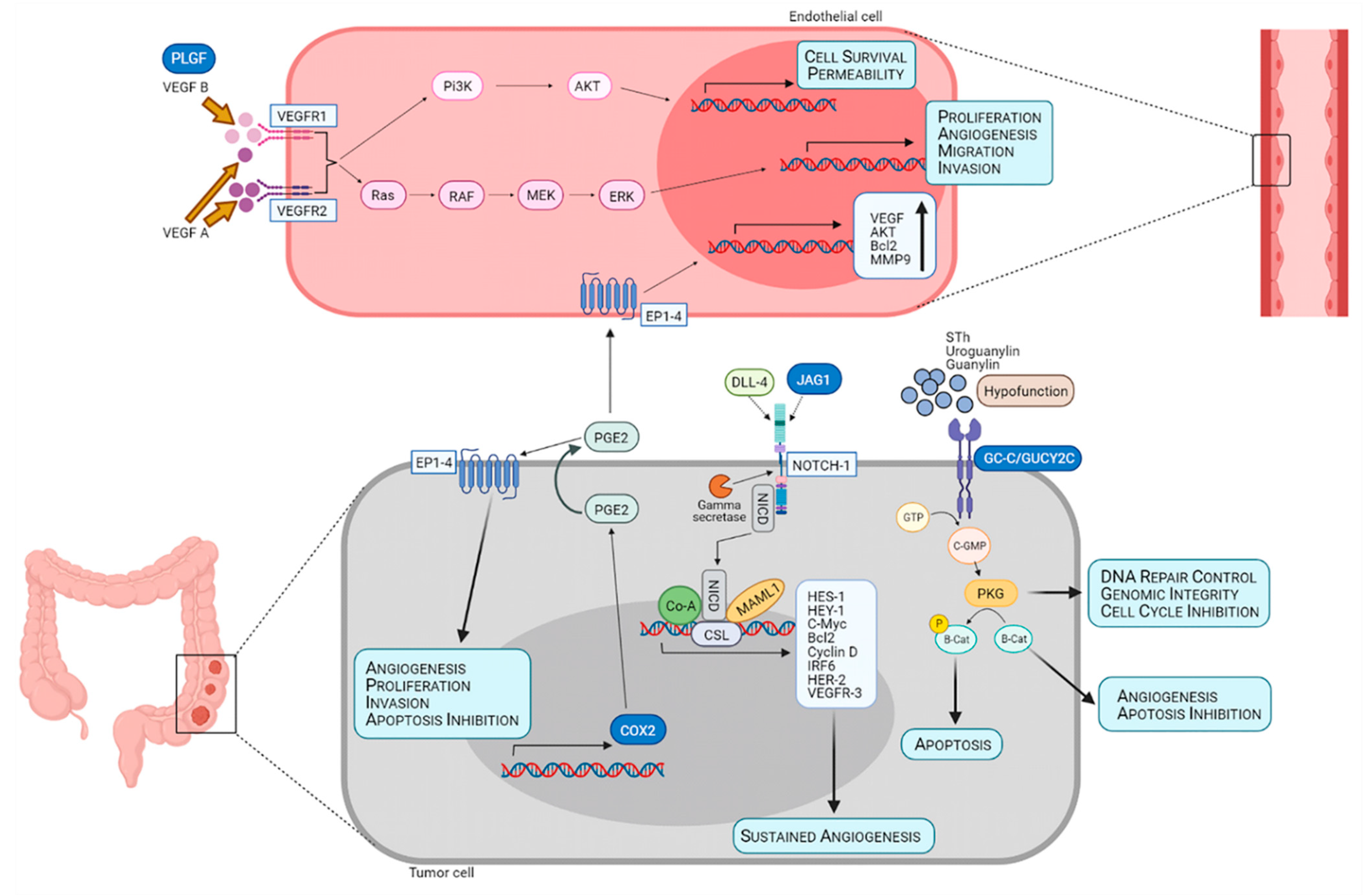 Studying the potential of upregulated PTGS2 and VEGF-C besides