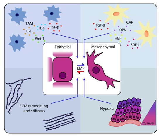 JCM | Free Full-Text | Epithelial-to-Mesenchymal Transition in the 