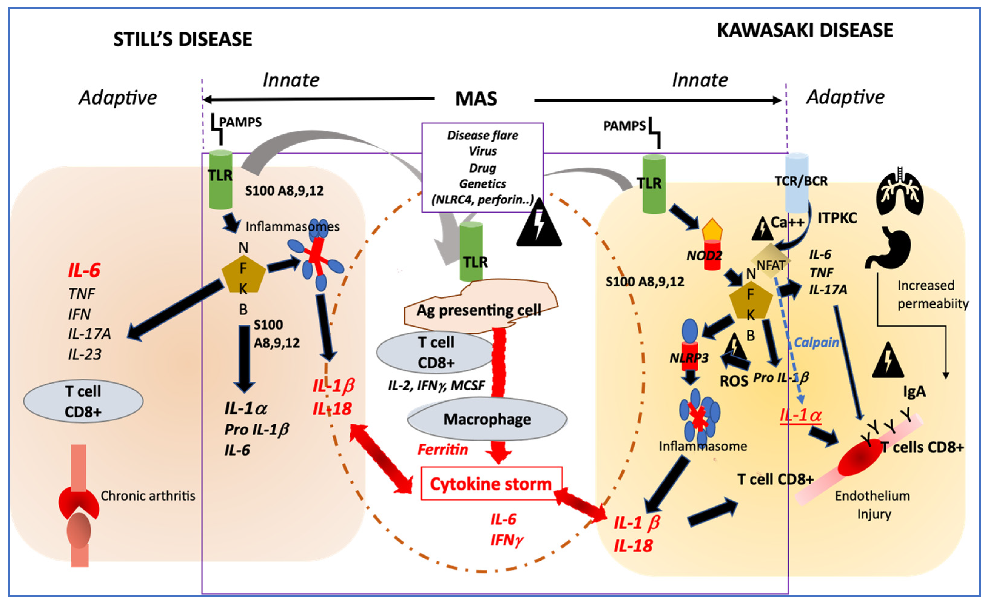 JCM | Free | Still's Disease in the Constellation of Syndromes: A with Kawasaki | HTML
