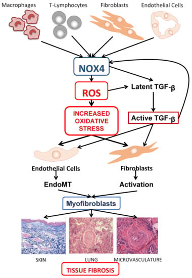 JCM | Free Full-Text | Oxidative Stress Induced by Reactive Oxygen Species ( ROS) and NADPH Oxidase 4 (NOX4) in the Pathogenesis of the Fibrotic Process  in Systemic Sclerosis: A Promising Therapeutic Target | HTML