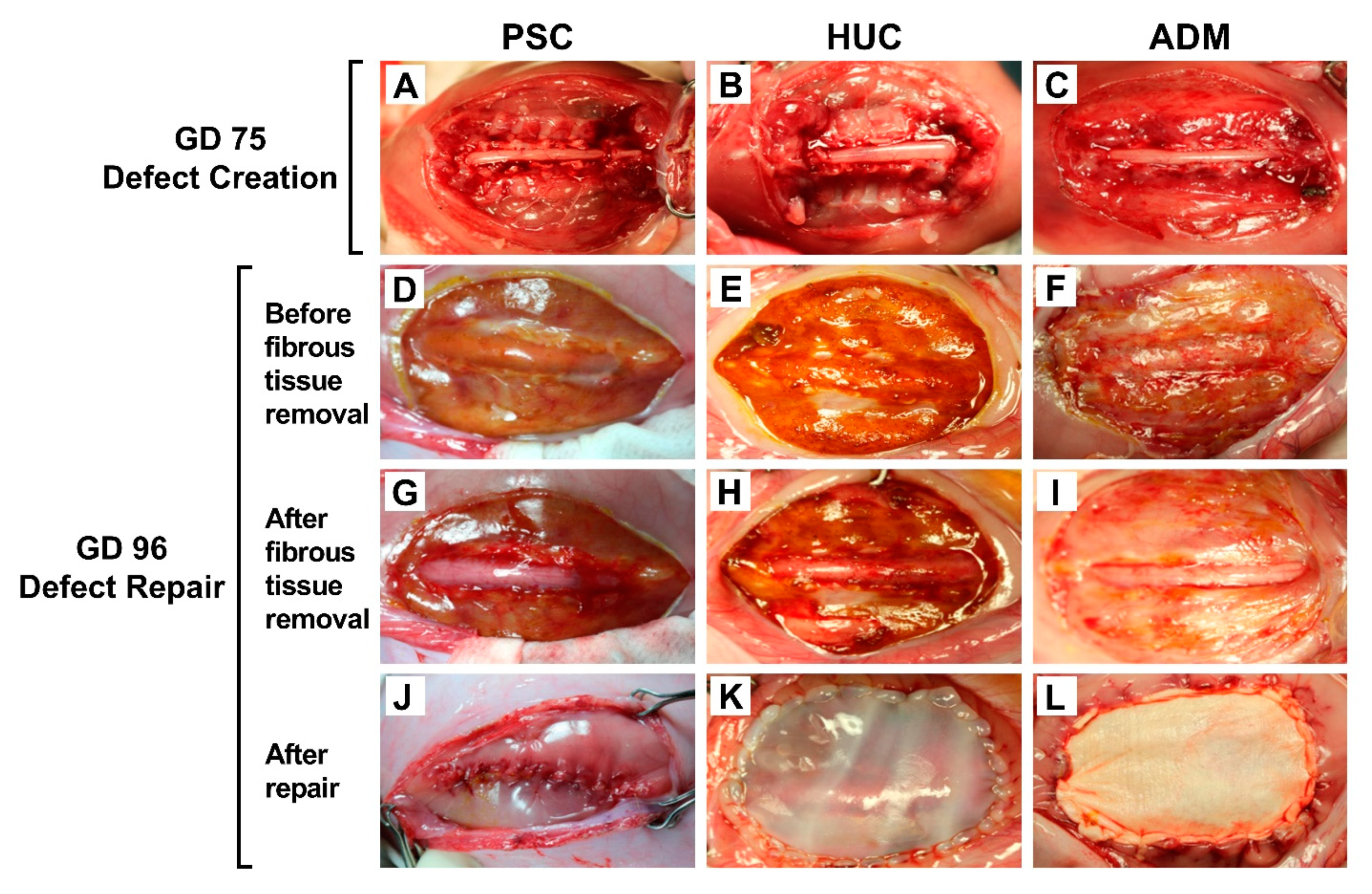 Jcm 10 04928 g001 Jcm 10 04928 g001