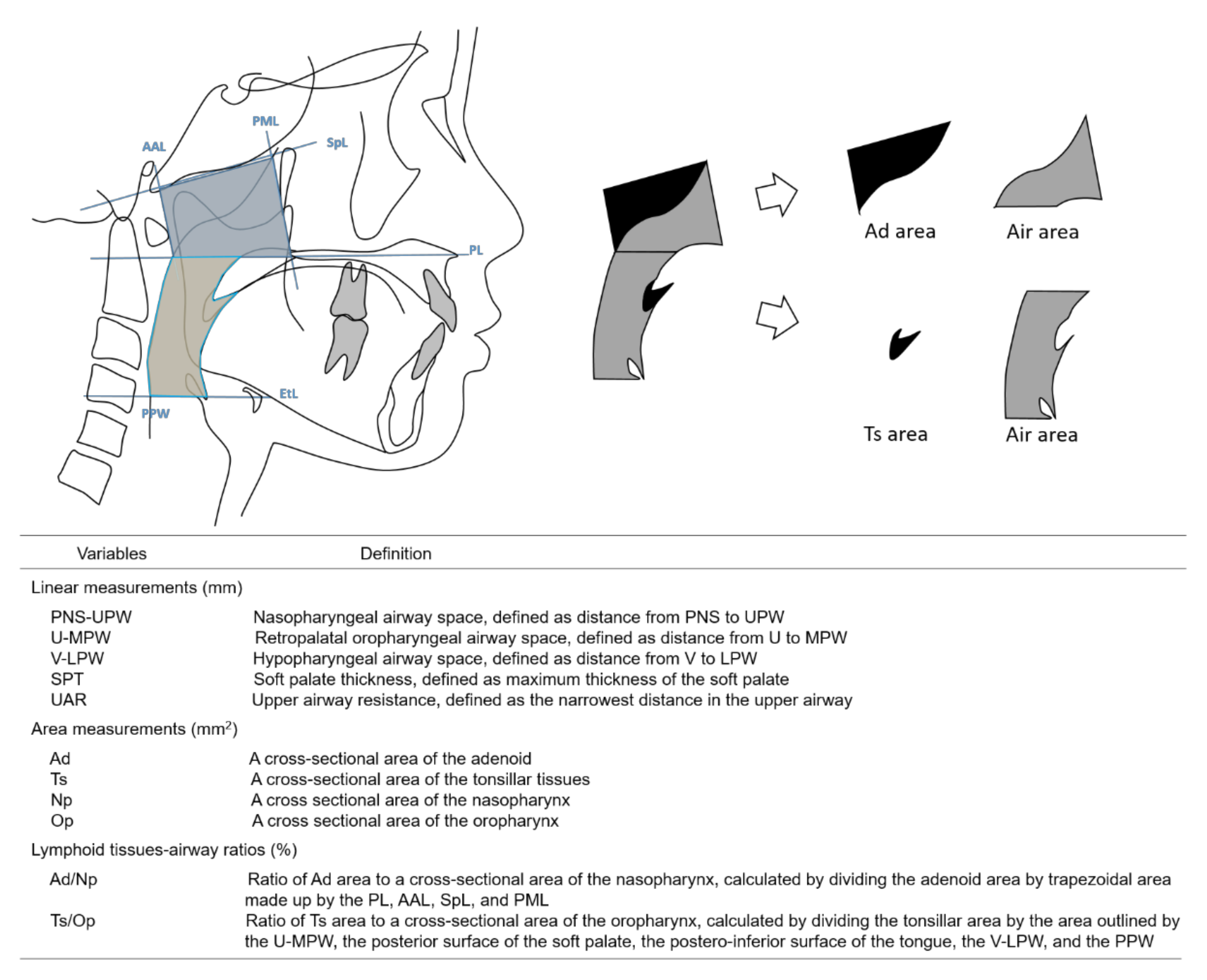 JCM | Free Full-Text | Longitudinal Morphological Changes in the ...