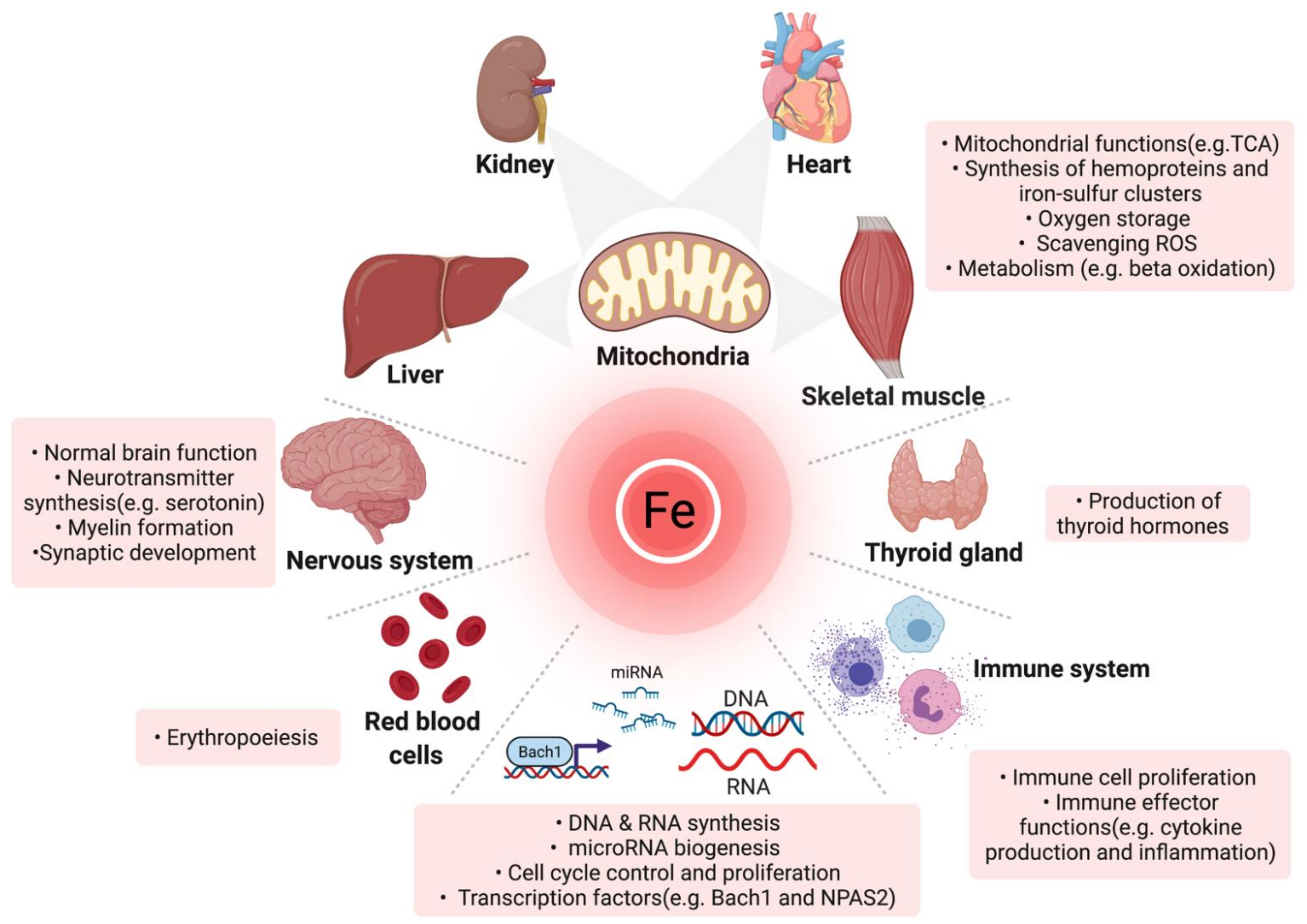 Iron deficiency and cardiovascular health in athletes