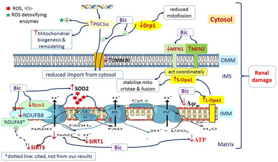JCM | Free Full-Text | Bicalutamide Exhibits Potential to Damage Kidney via  Destroying Complex I and Affecting Mitochondrial Dynamics | HTML