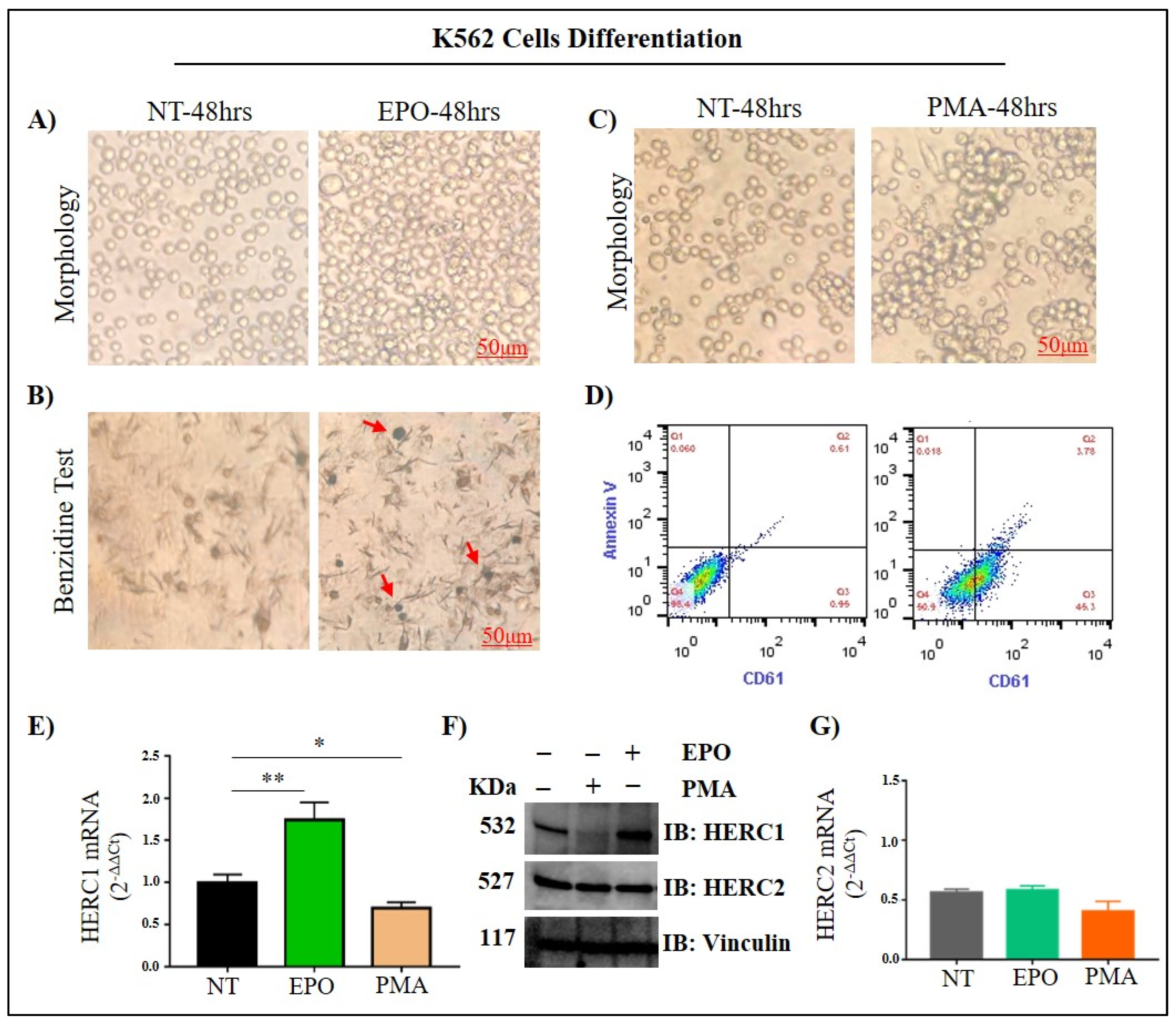 Jcm 11 00324 g005 Jcm 11 00324 g005