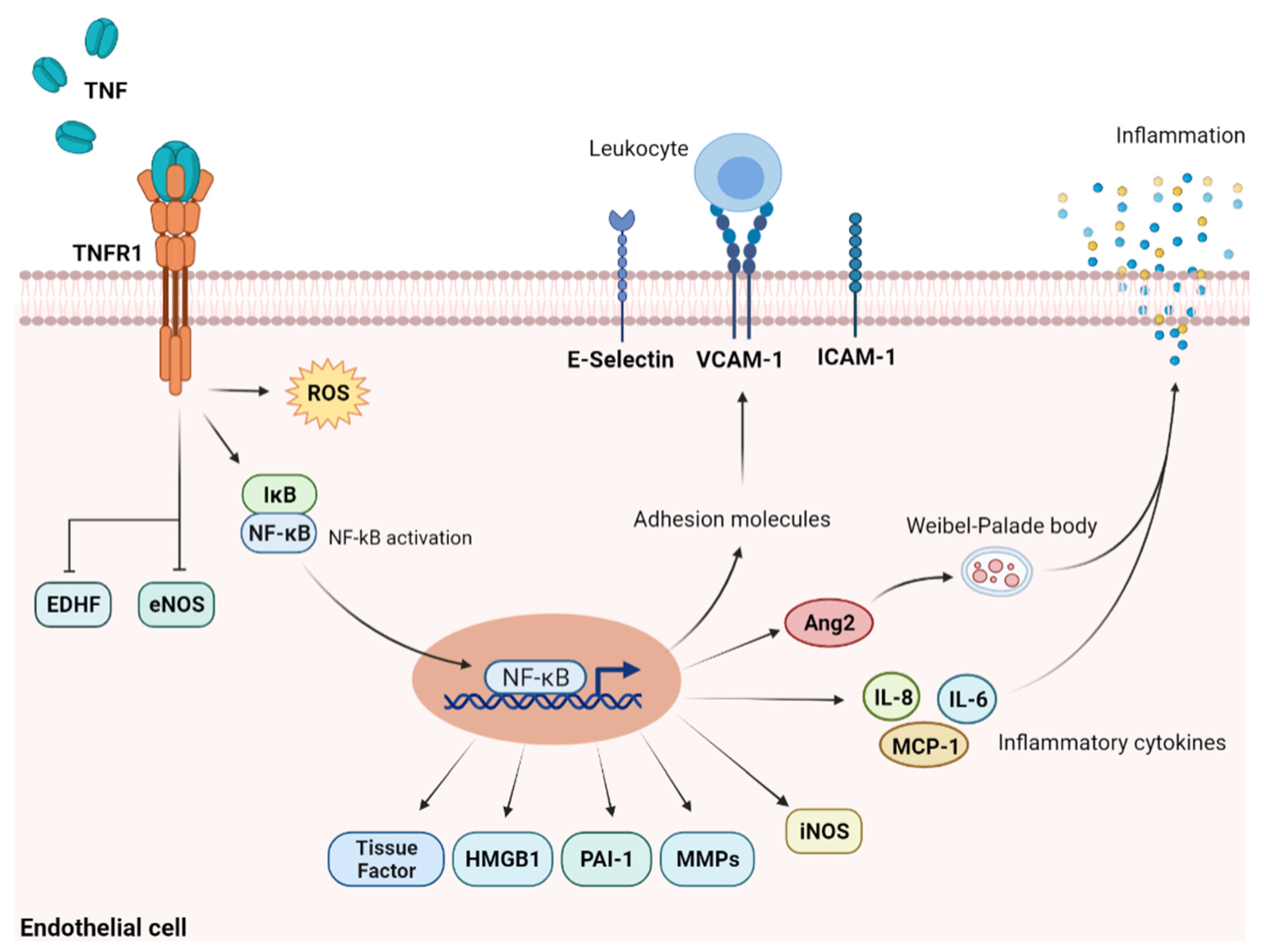 JCM | Free Full-Text | Endothelial Dysfunction after Hematopoietic Stem ...