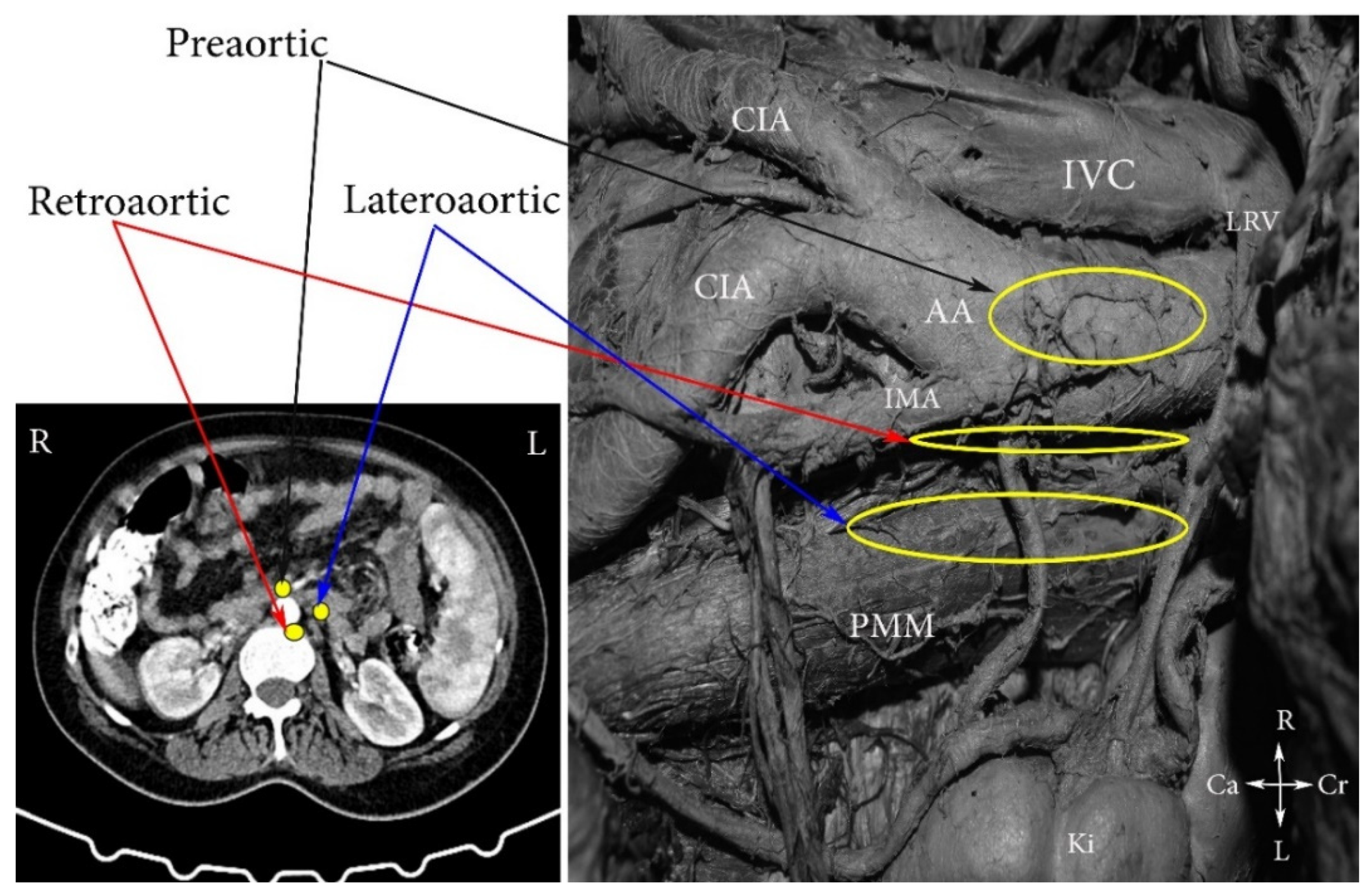 Jcm 11 00953 g002 Jcm 11 00953 g002