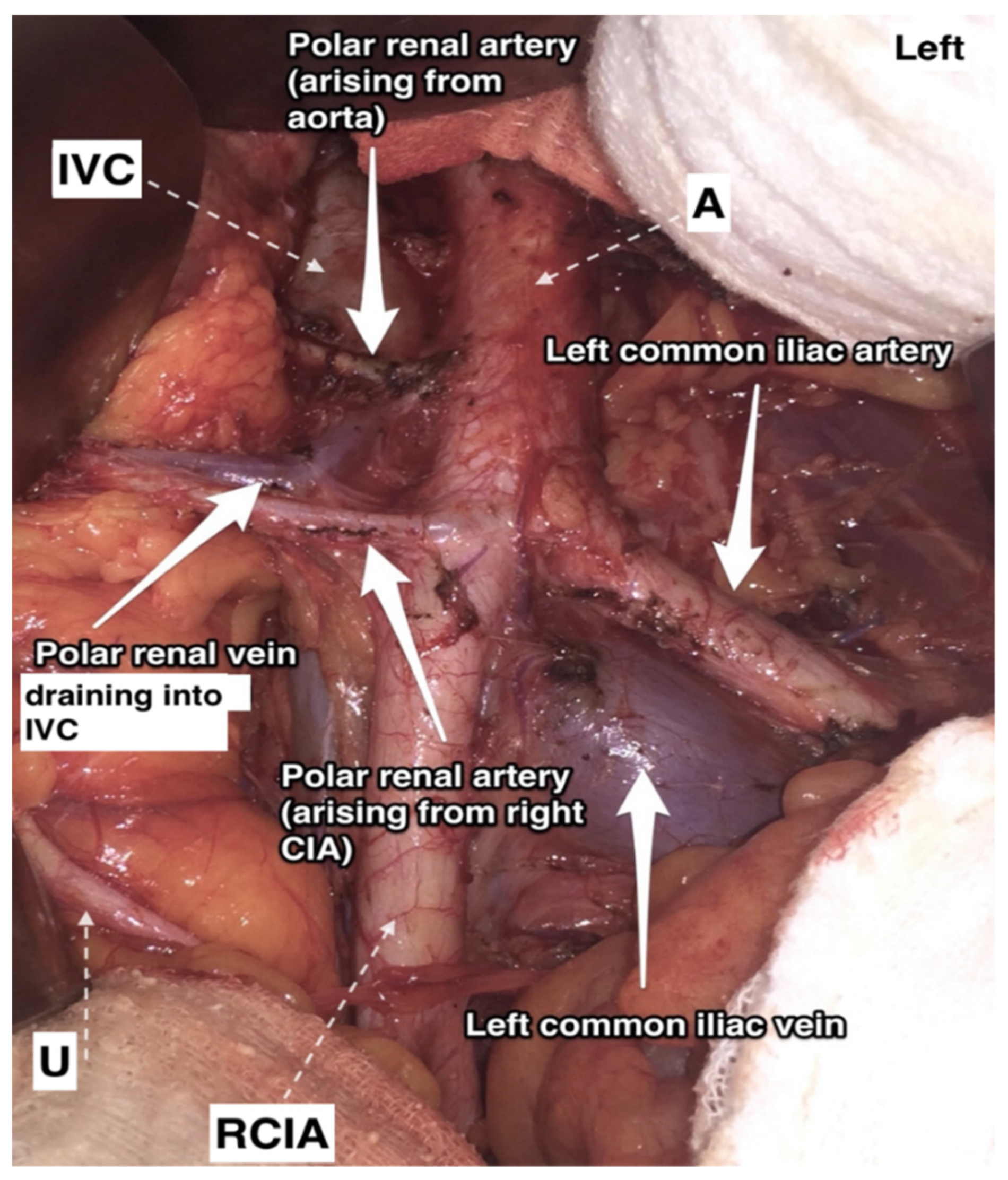 Jcm 11 00953 g009 Jcm 11 00953 g009