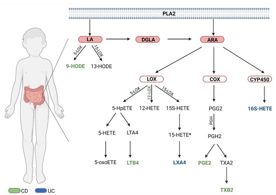 jcm-free-full-text-involvement-of-proinflammatory-arachidonic-acid-ara-derivatives-in