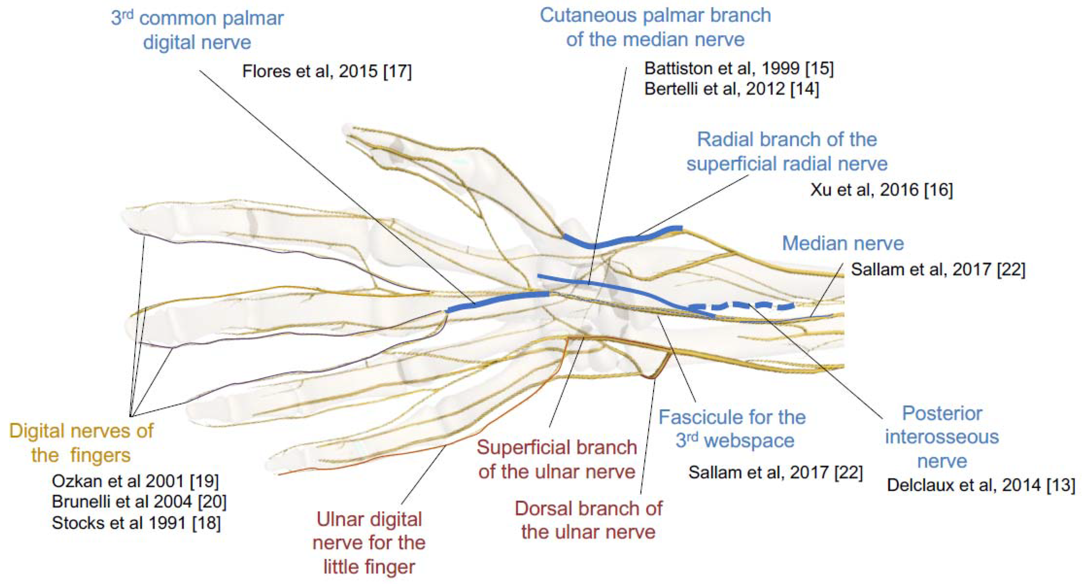 Dorsal Branch of Ulnar Nerve