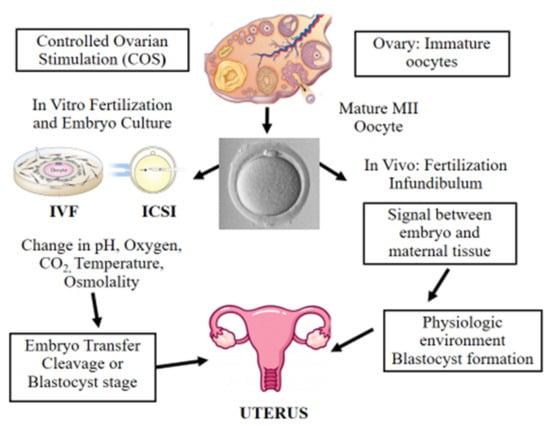 JCM | Free Full-Text | Epigenetic Risks Of Medically Assisted Reproduction