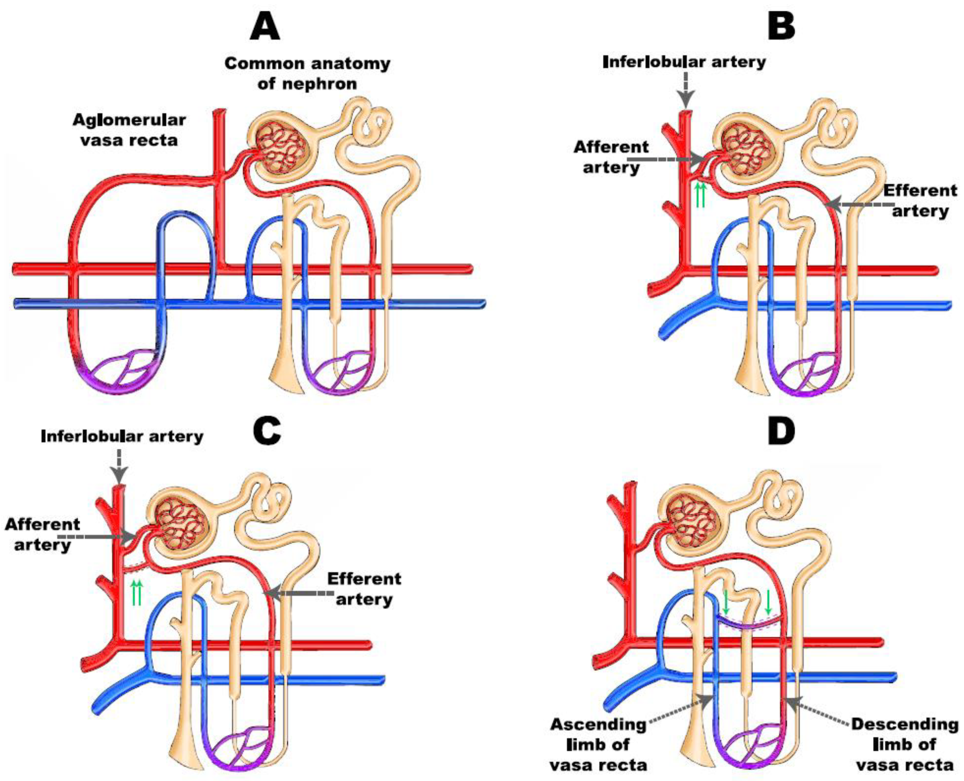 JCM | Free Full-Text | Mediators of Regional Kidney Perfusion during  Surgical Pneumo-Peritoneum Creation and the Risk of Acute Kidney  Injury&mdash;A Review of Basic Physiology