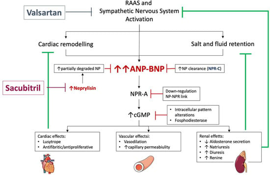 JCM | Free Full-Text | Brain Natriuretic Peptide Biomarkers in Current  Clinical and Therapeutic Scenarios of Heart Failure