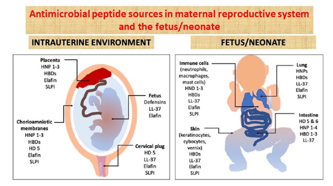 JCM | Free Full-Text | Antimicrobial Peptides in Early-Life Host Defense,  Perinatal Infections, and Necrotizing Enterocolitis&mdash;An Update | HTML