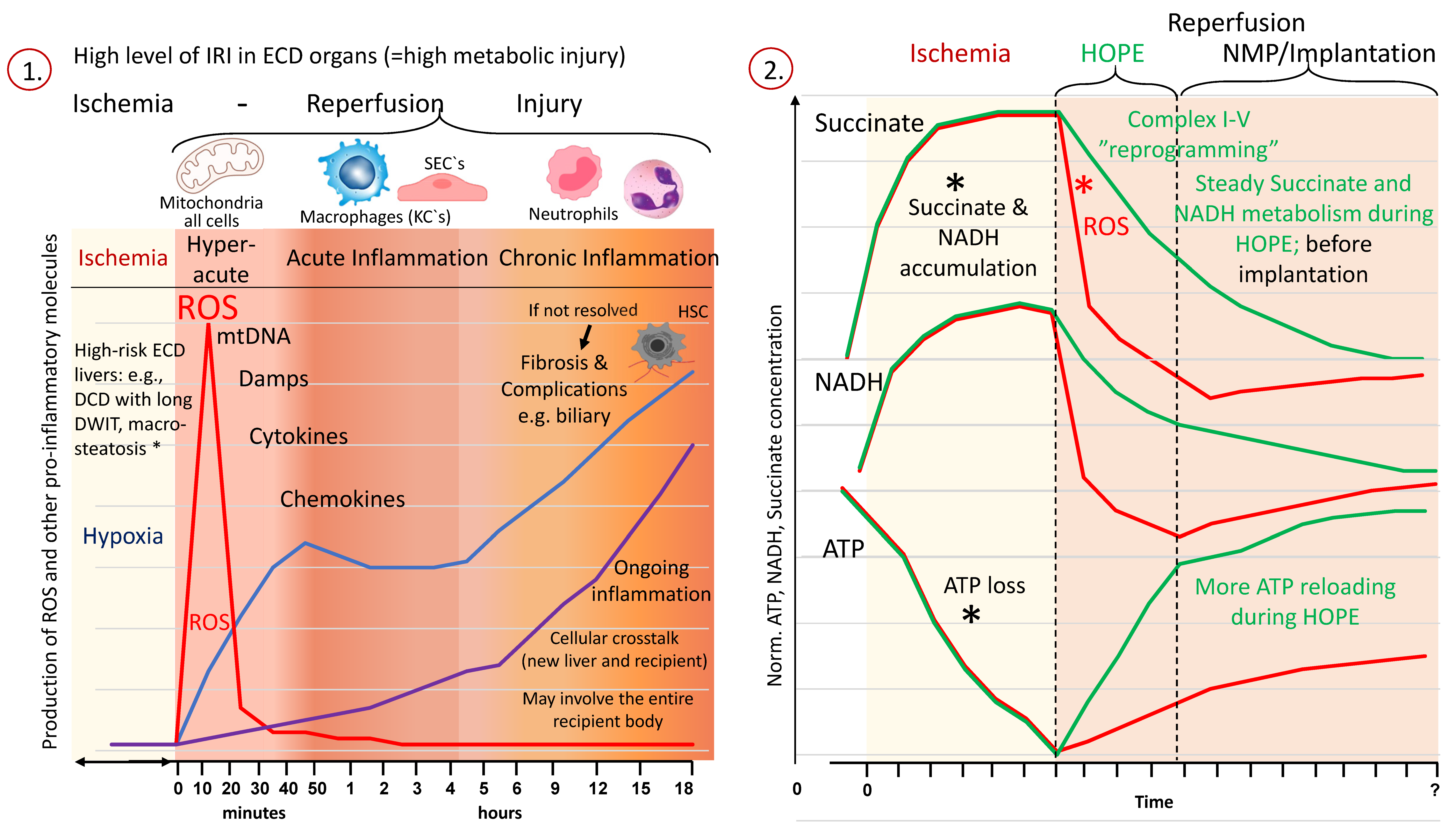 Jcm 11 05218 g003a Jcm 11 05218 g003a